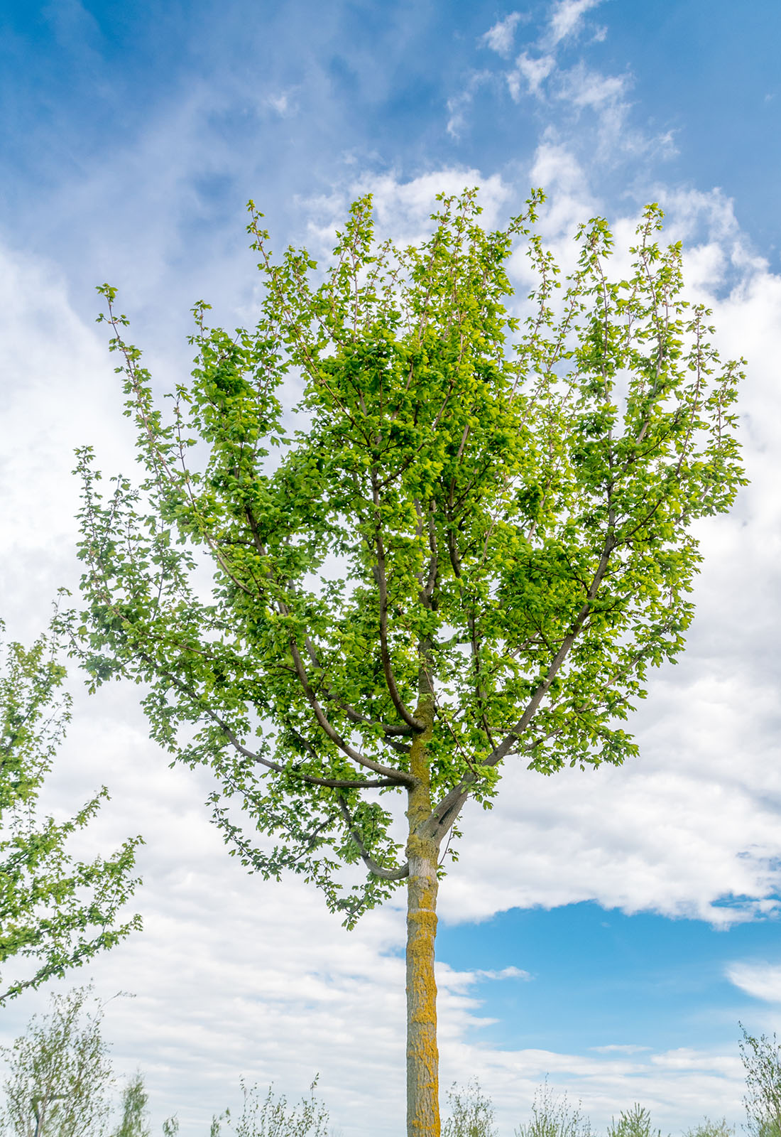 Acer campestre "Elsrijk" - Klon polny