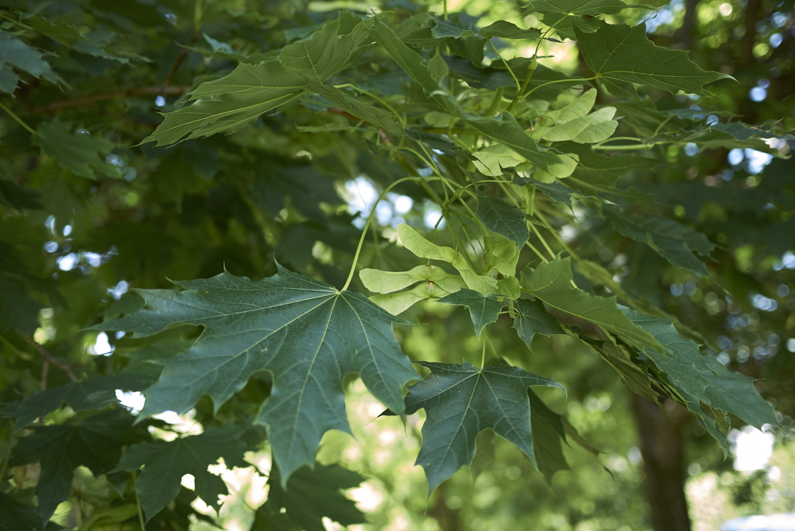 Acer platanoides "Globosum" - Klon pospolity