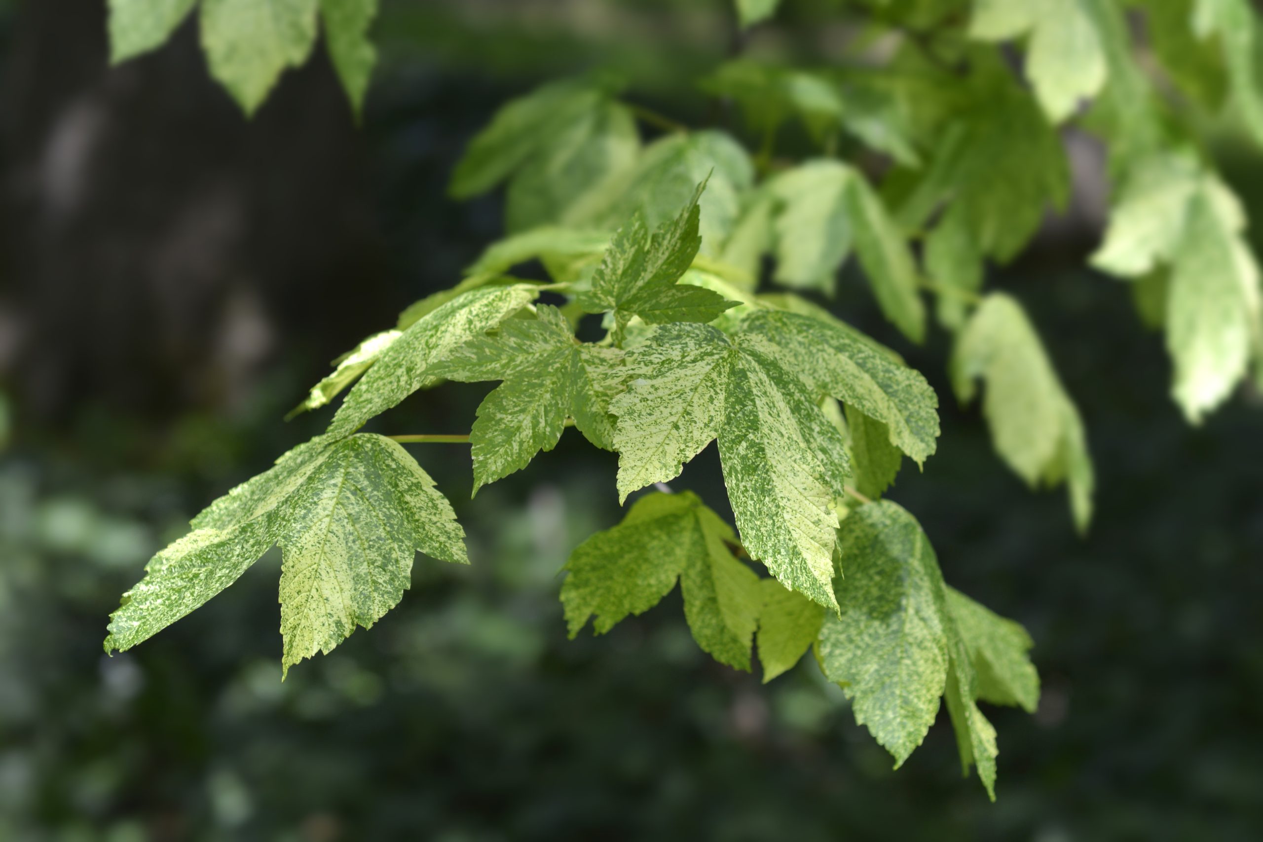 Acer pseudoplatanus "Leopoldii" - Klon jawor