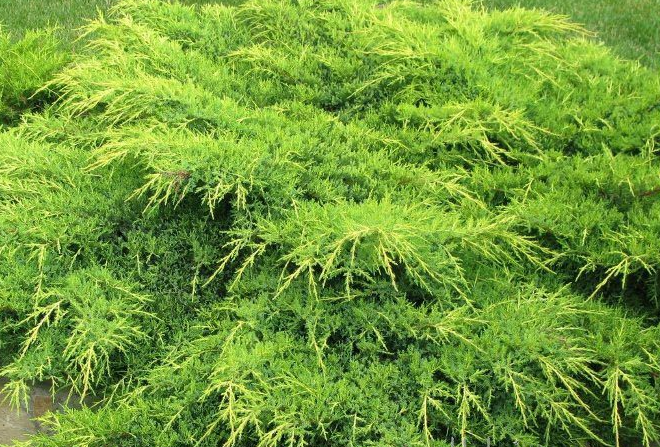Juniperus media 'Gold Star' - Jałowiec pośredni