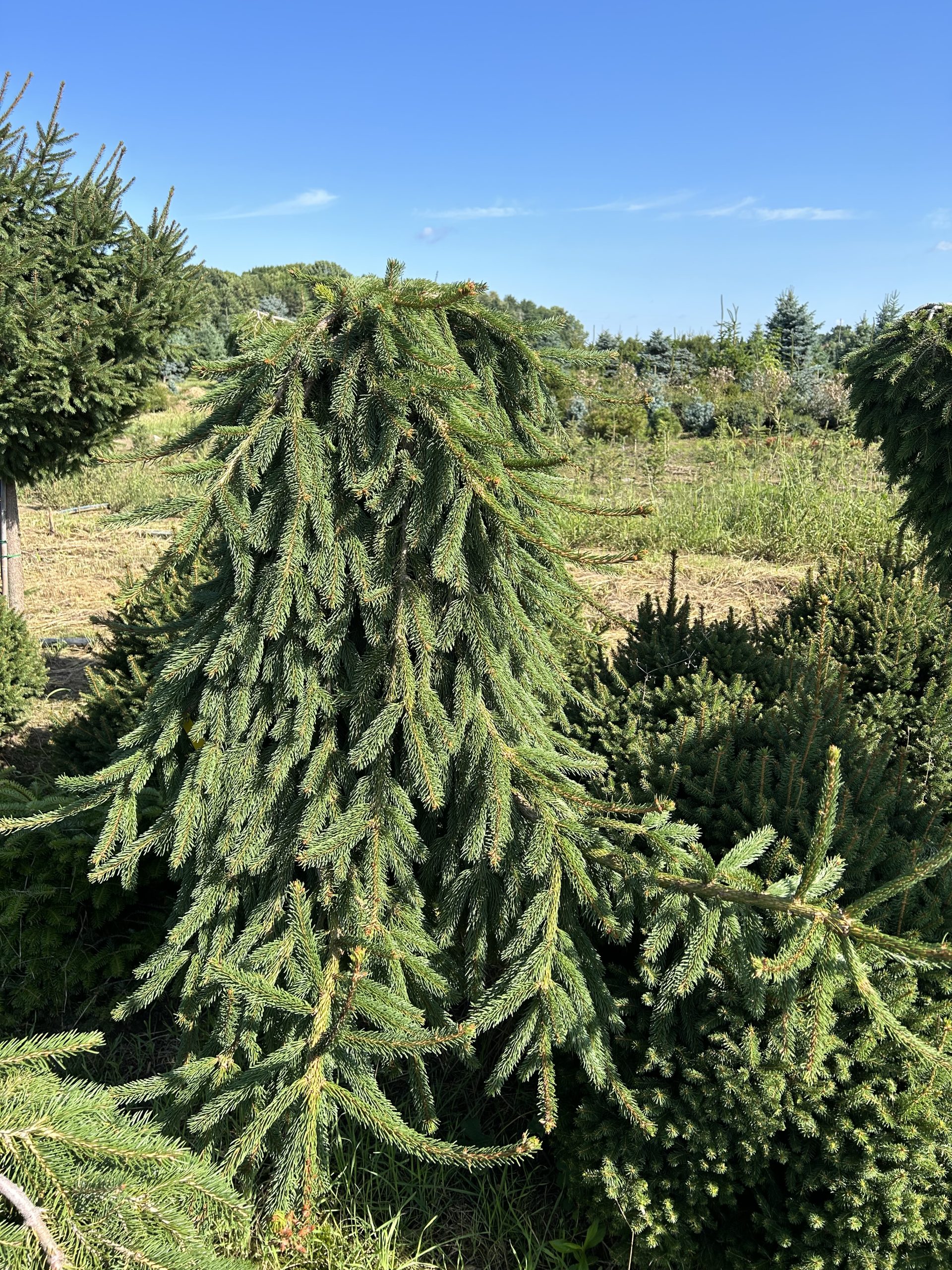 Picea abies 'Inversa' - Świerk pospolity