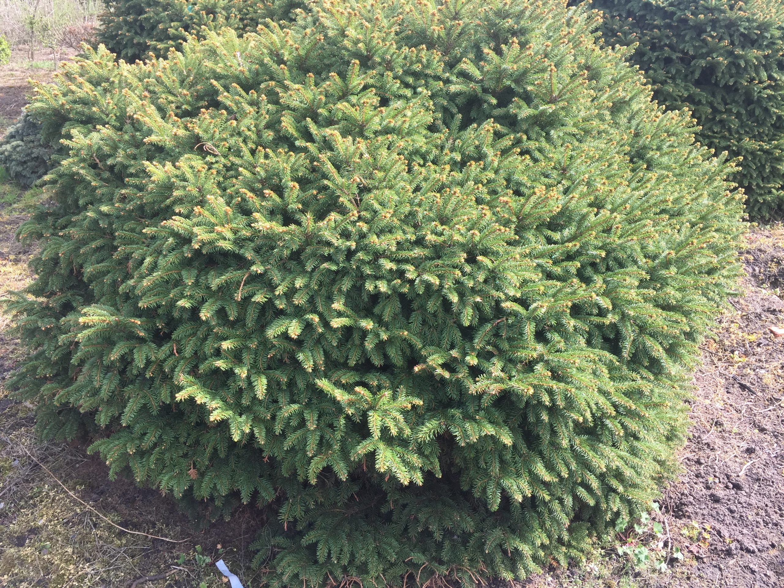 Picea abies 'Nidiformis' - Świerk pospolity