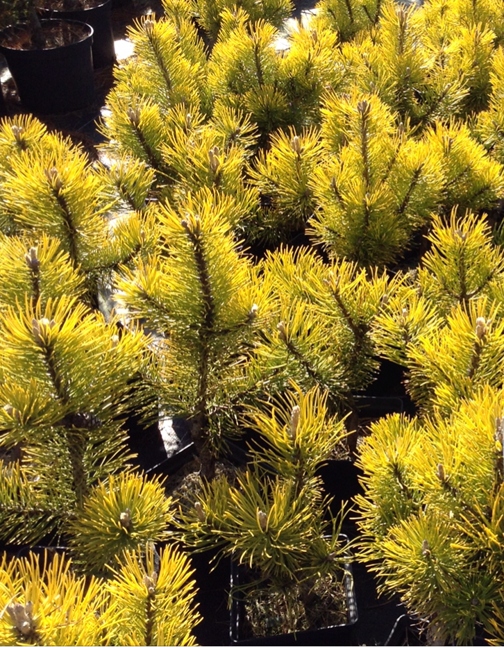 Pinus mugo 'Ophir' - Sosna górska