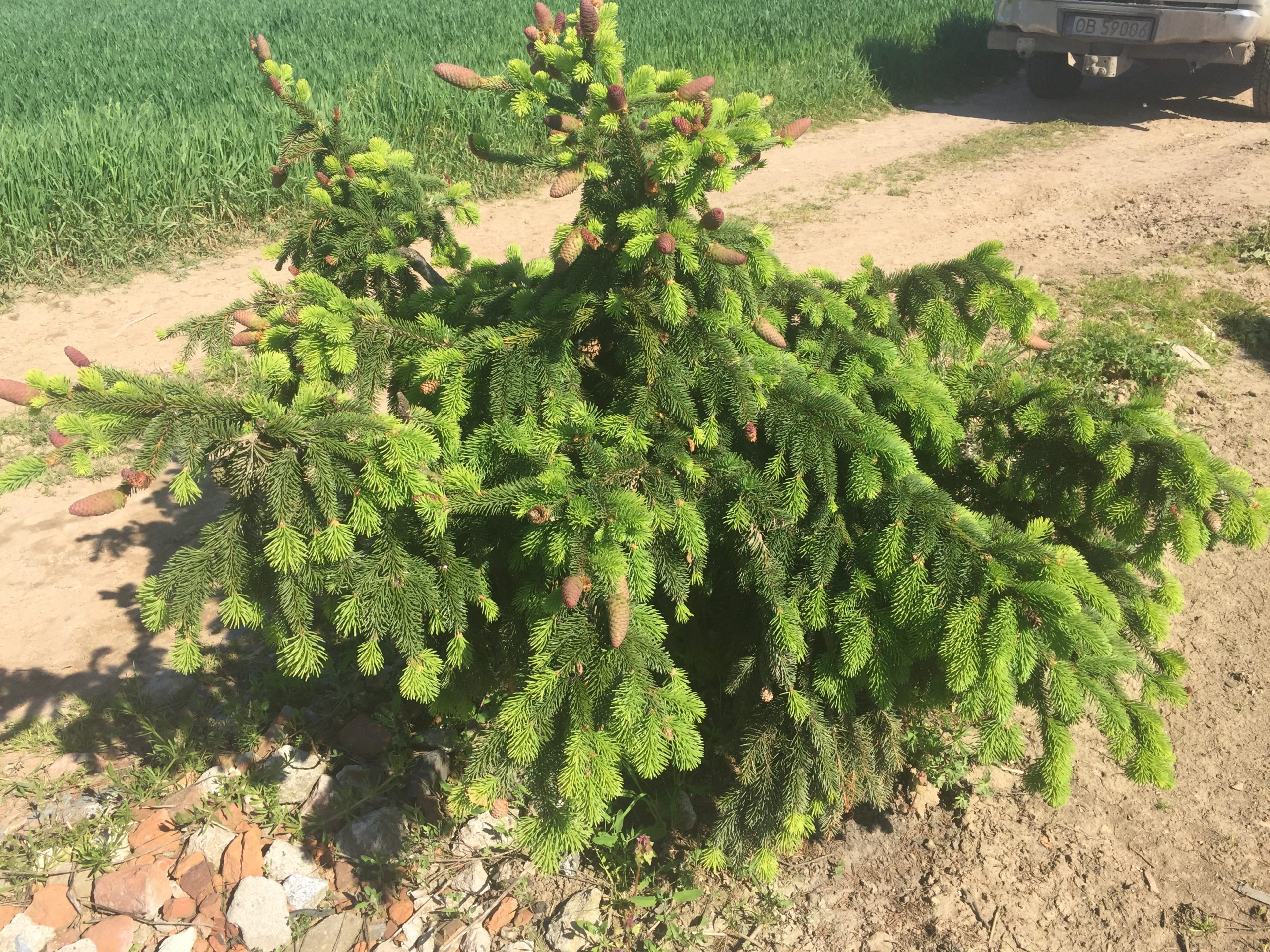 Picea abies 'Acrocona' - Świerk pospolity