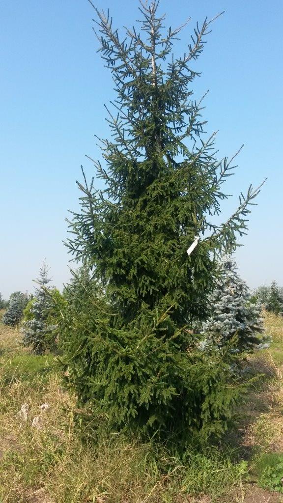 Picea orientalis 'Aureospicata' - Świerk kaukaski