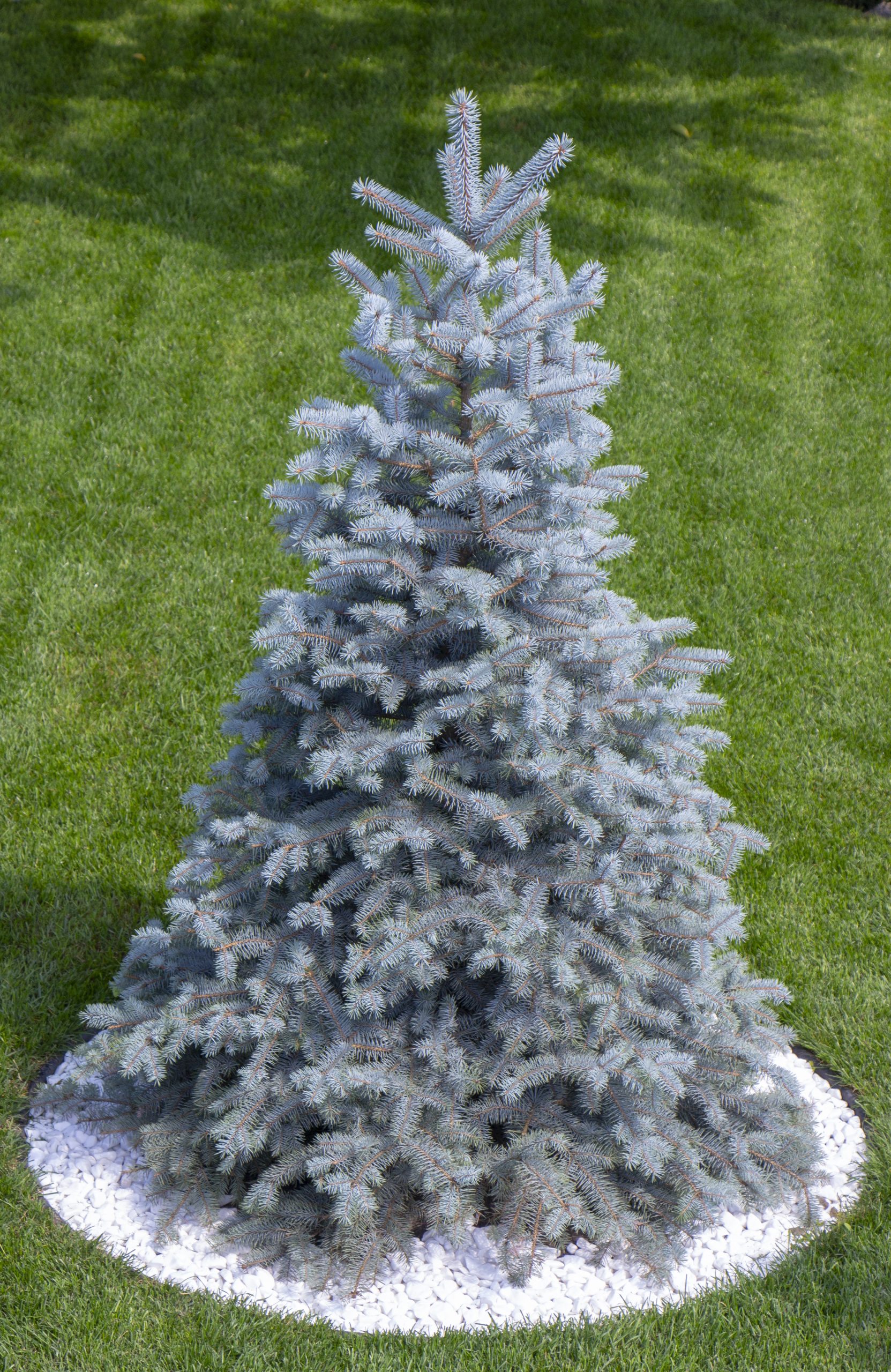 Picea pungens 'Super Blue Seedling' - Świerk kłujący