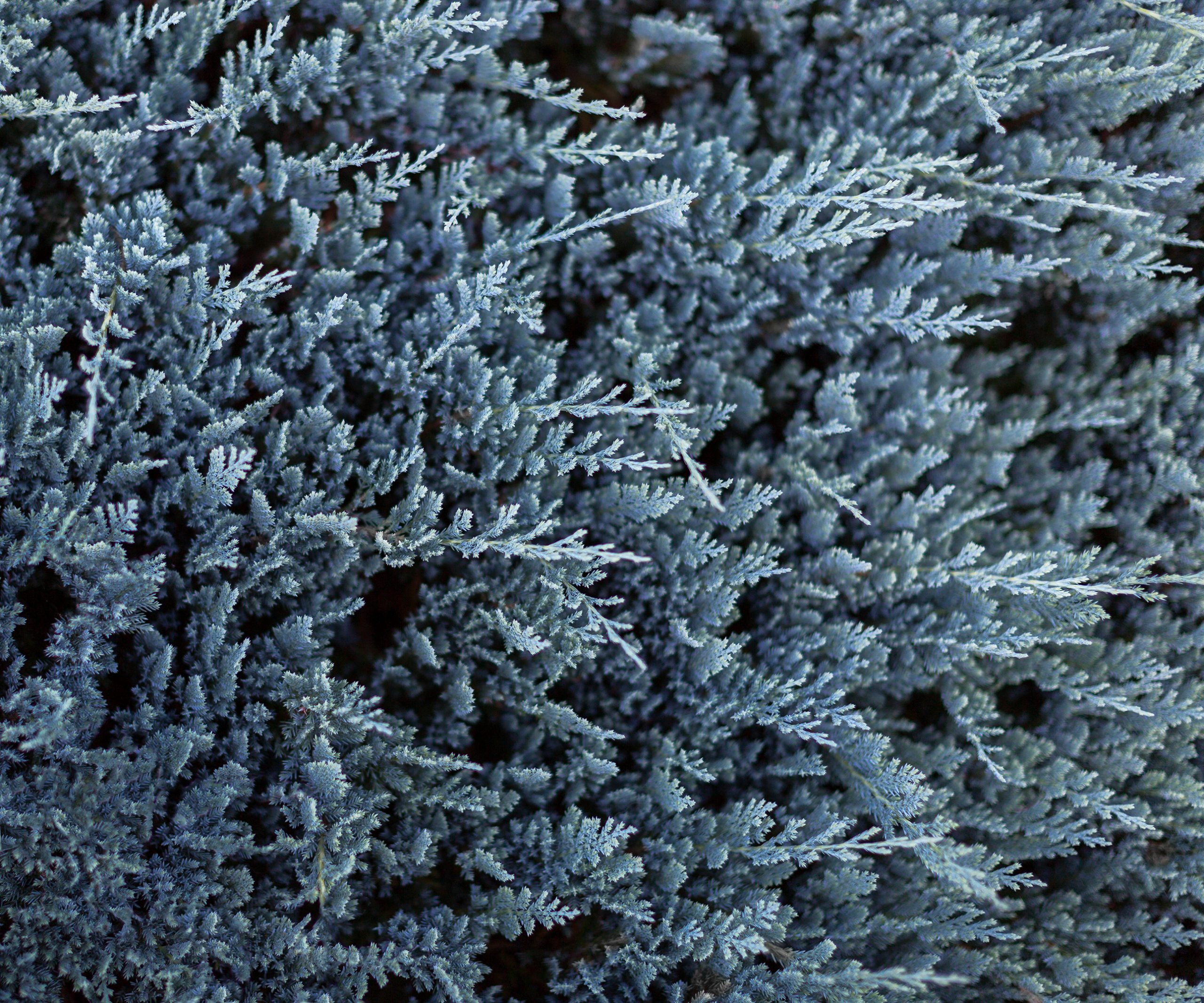 Juniperus horizontalis 'Blue Chip' - Jałowiec płożący