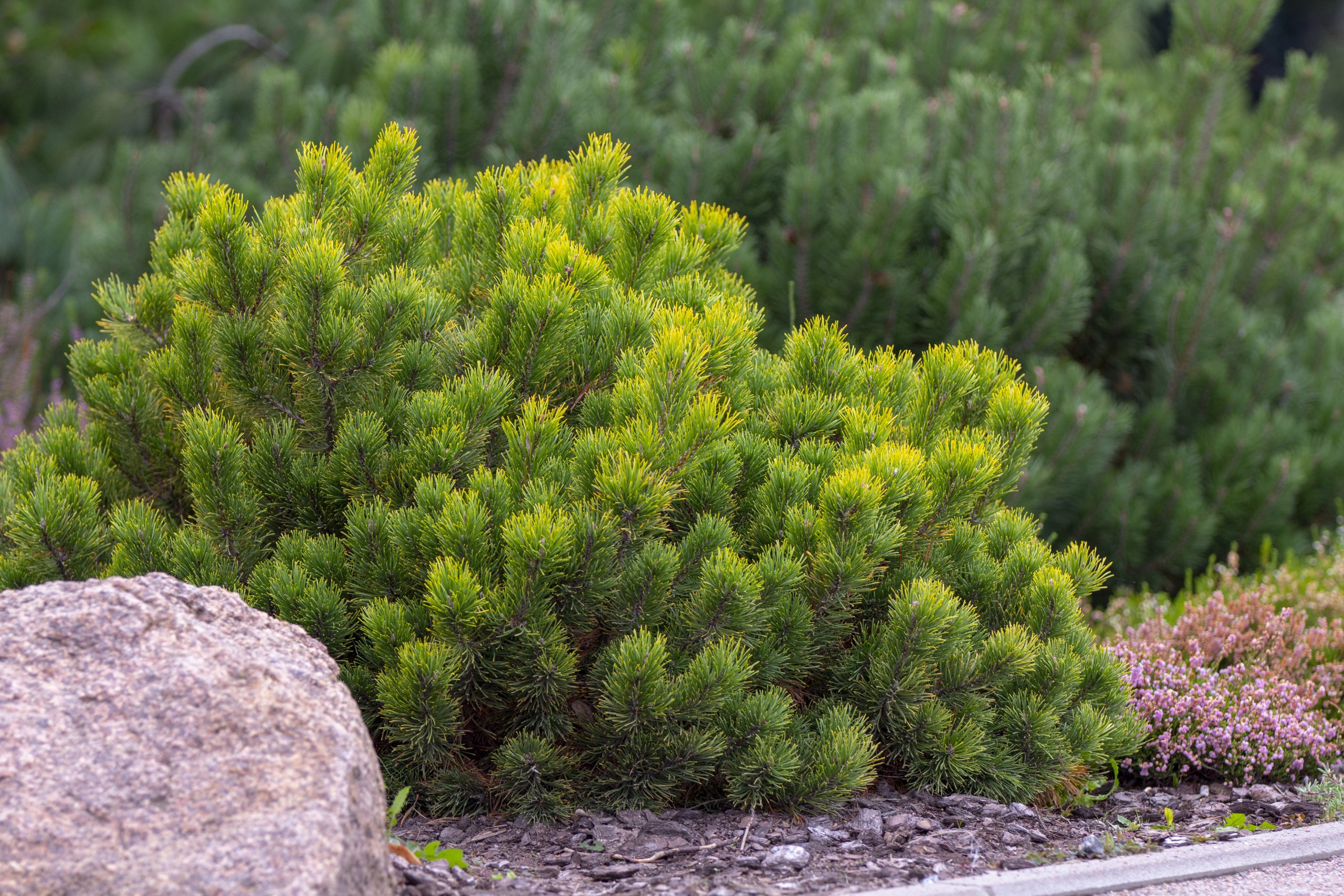 Pinus mugo 'Mughus' - Sosna górska