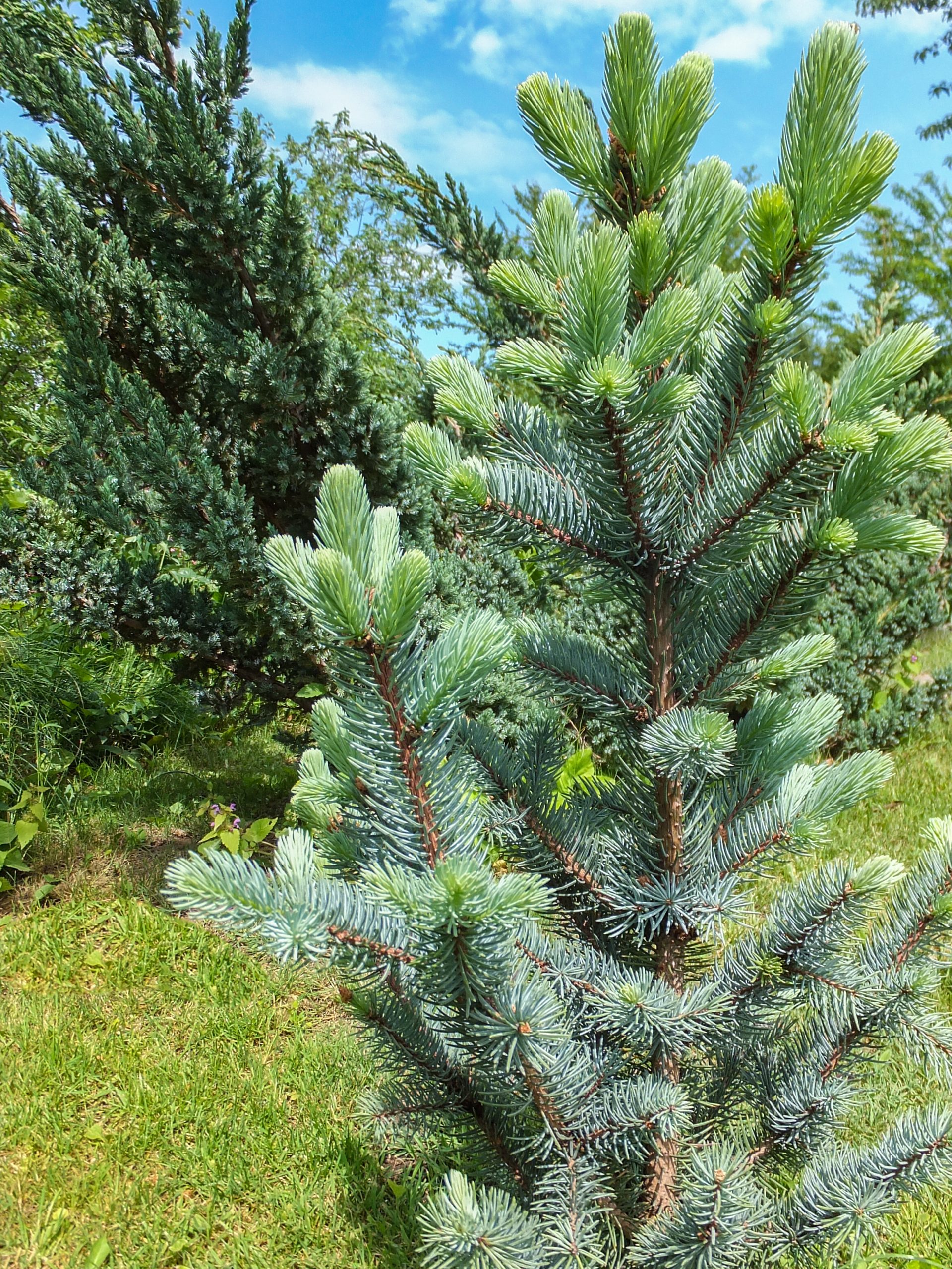 Picea pungens 'Iseli Fastigiate' - Świerk kłujący
