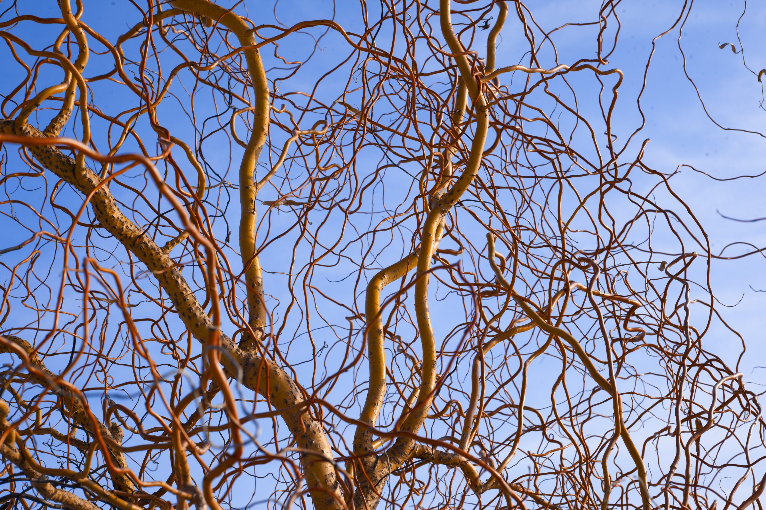 Salix matsudana 'Tortuosa' - Wierzba mandżulska