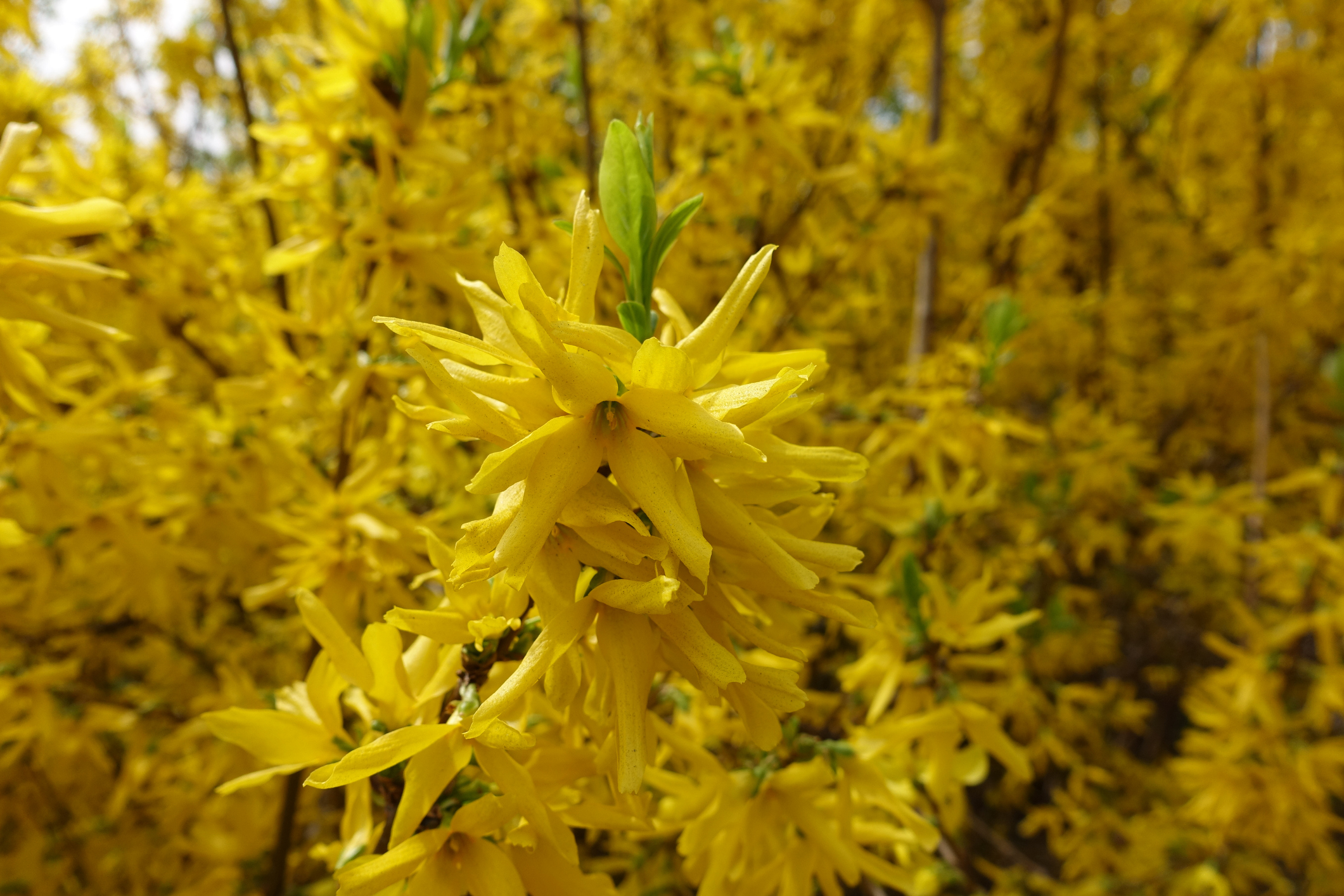 Forsythia intermedia 'Spring Glory' - Forsycja pośrednia