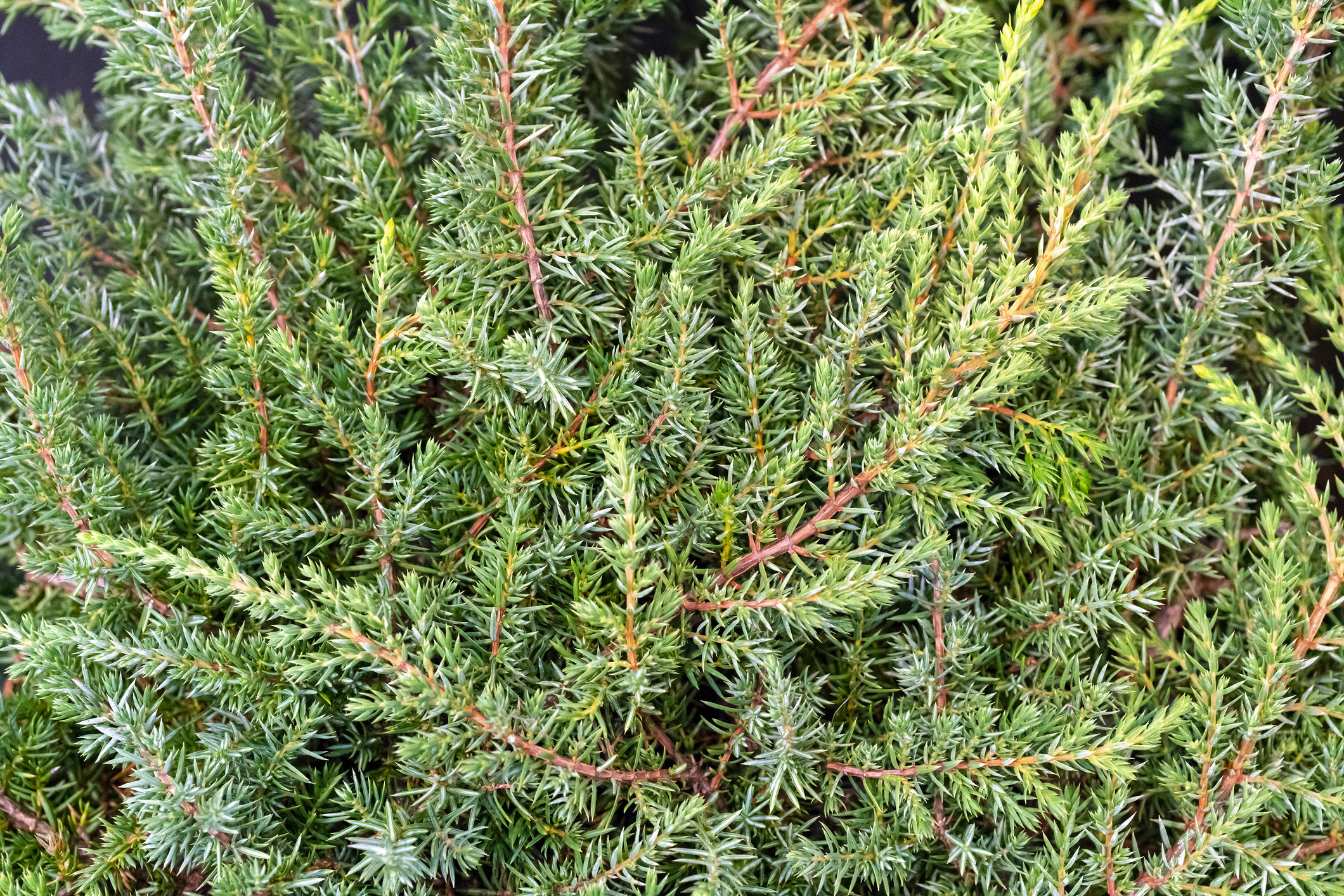 Juniperus communis 'Green Carpet' - Jałowiec pospolity
