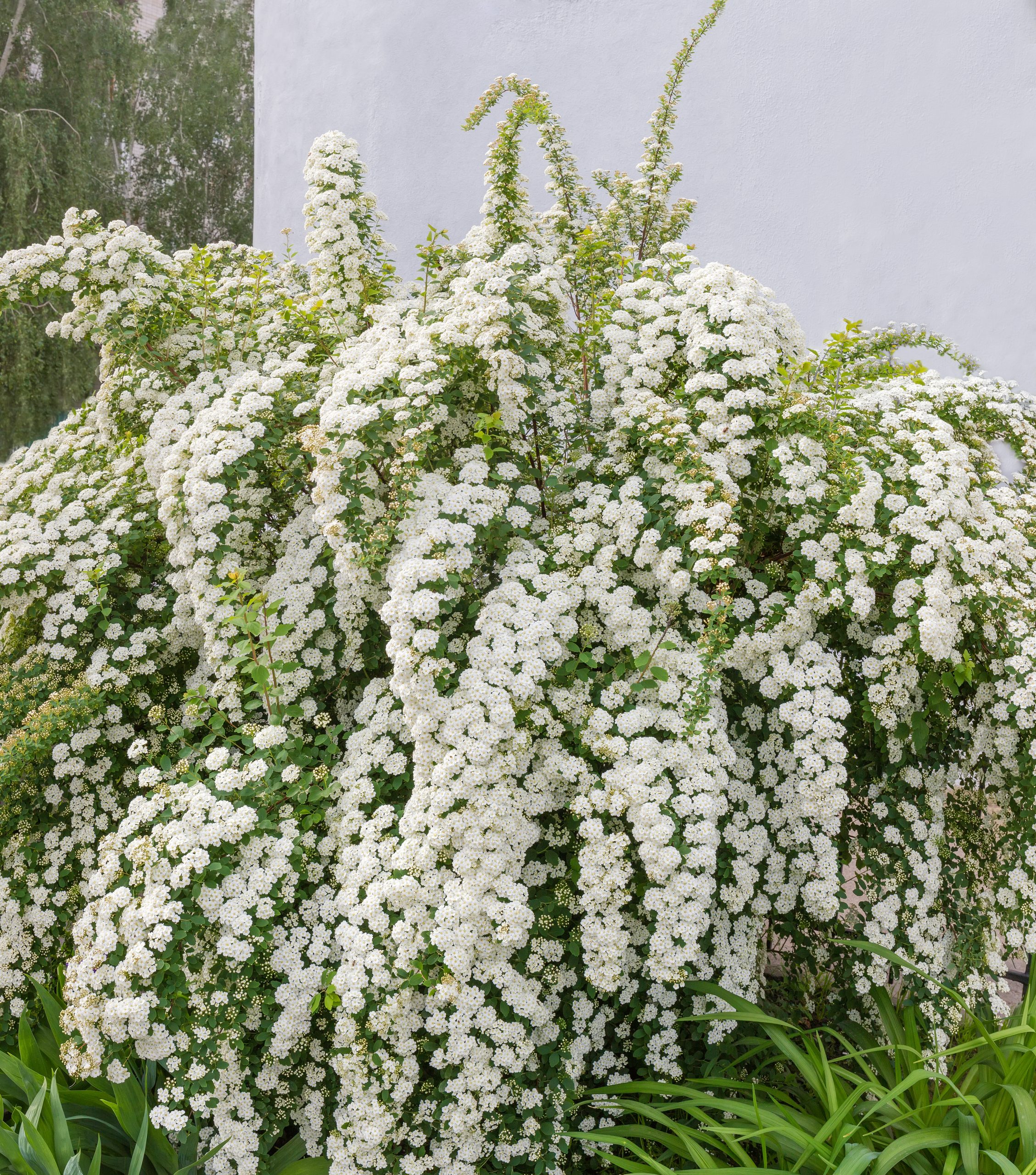 Spiraea ×cinerea 'Grefsheim' - Tawuła szara