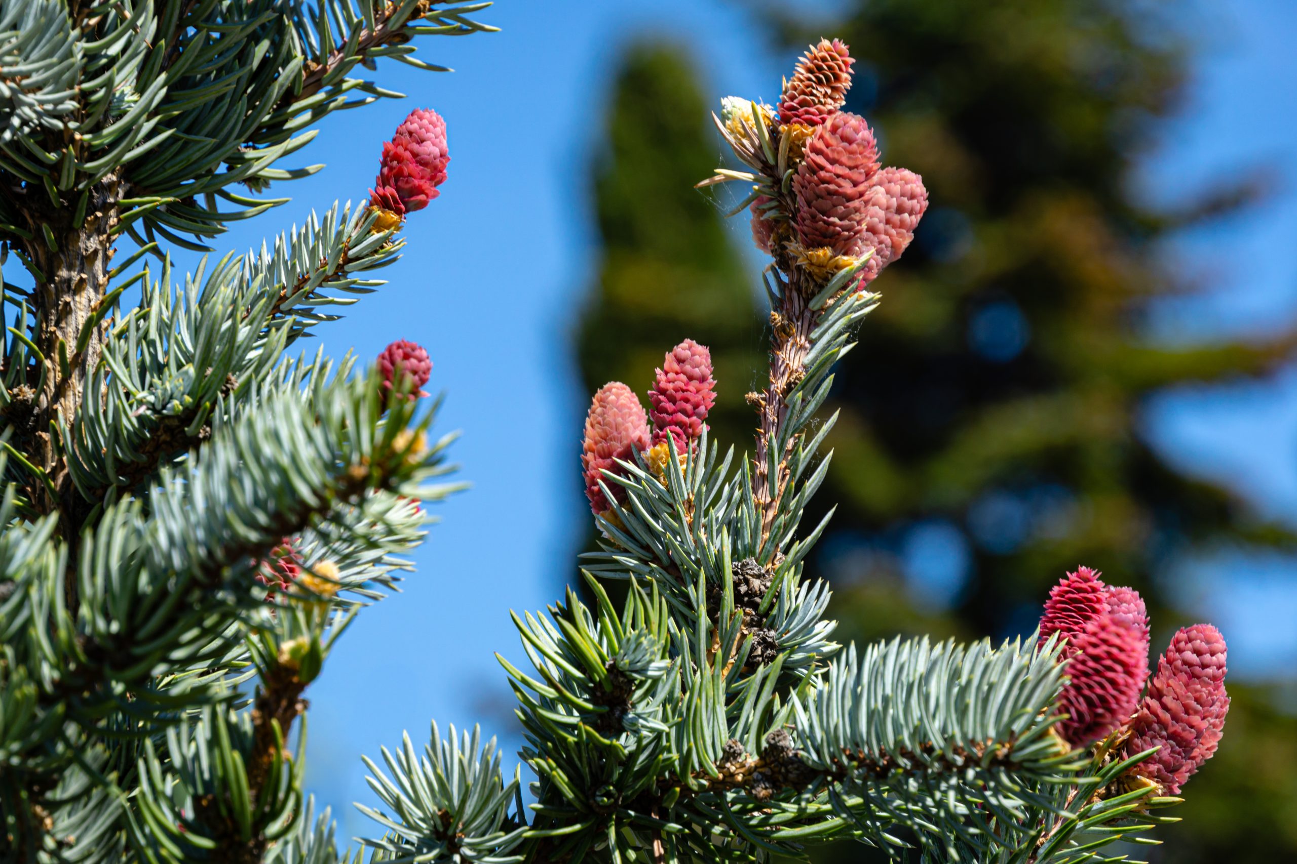 Picea pungens 'Hoopsii' - Świerk kłujący