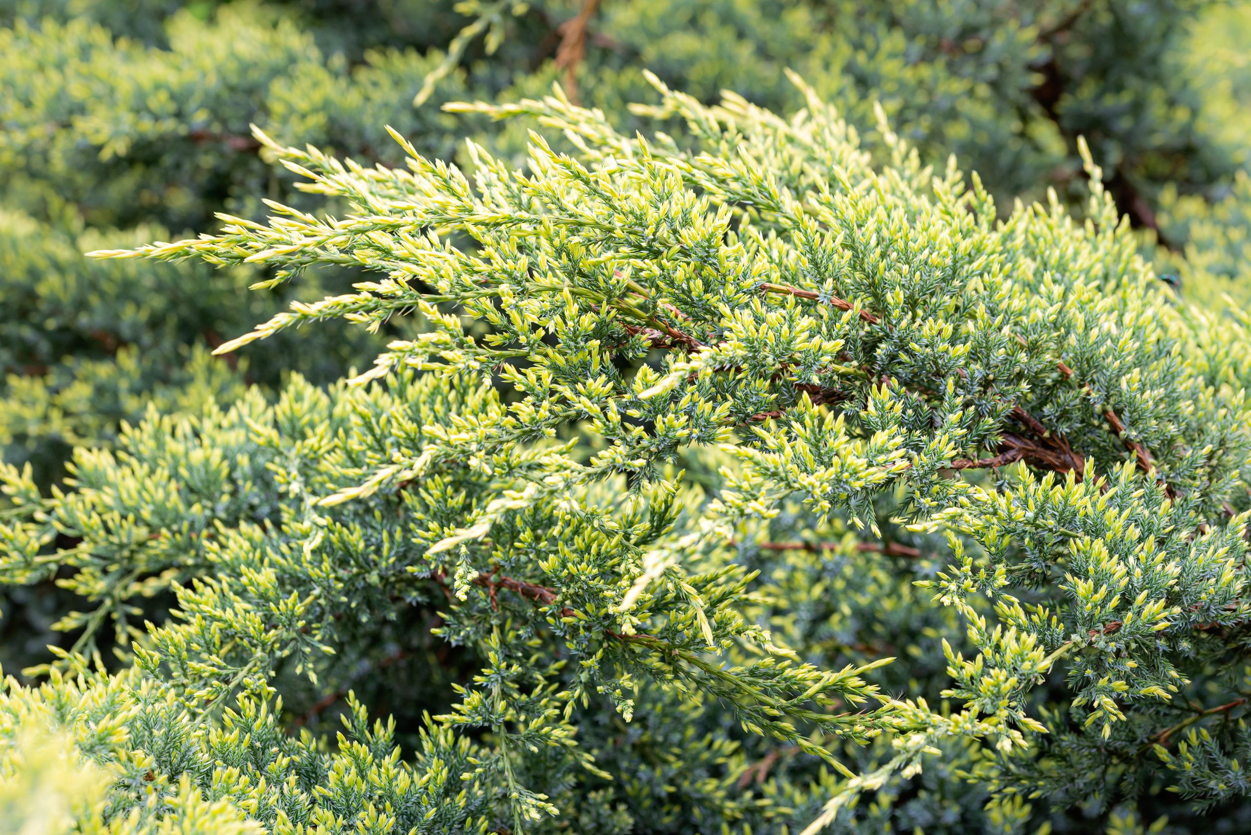 Juniperus squamata 'Holger' - Jałowiec łuskowaty
