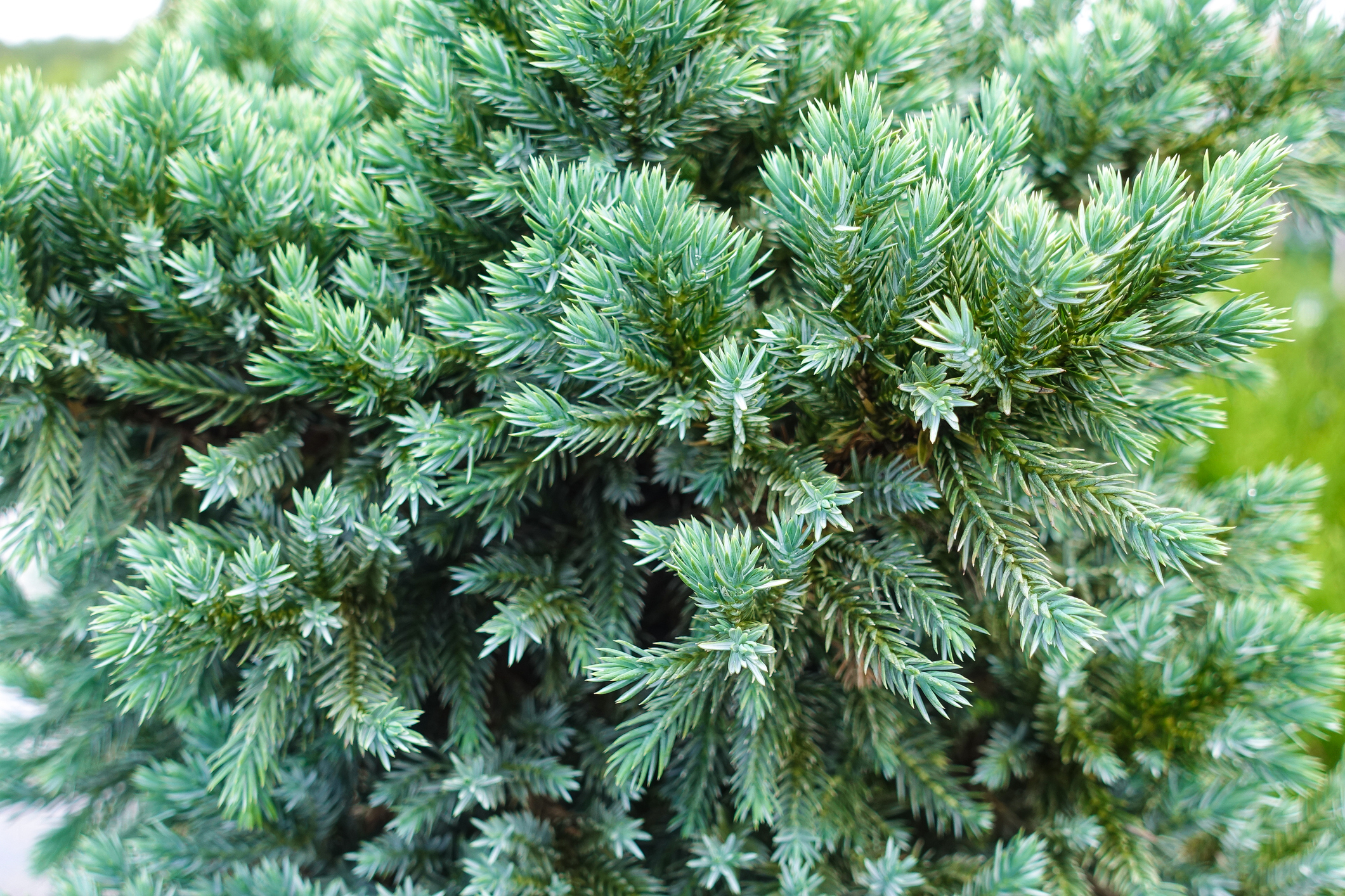 Juniperus squamata 'Blue Star' - Jałowiec łuskowaty