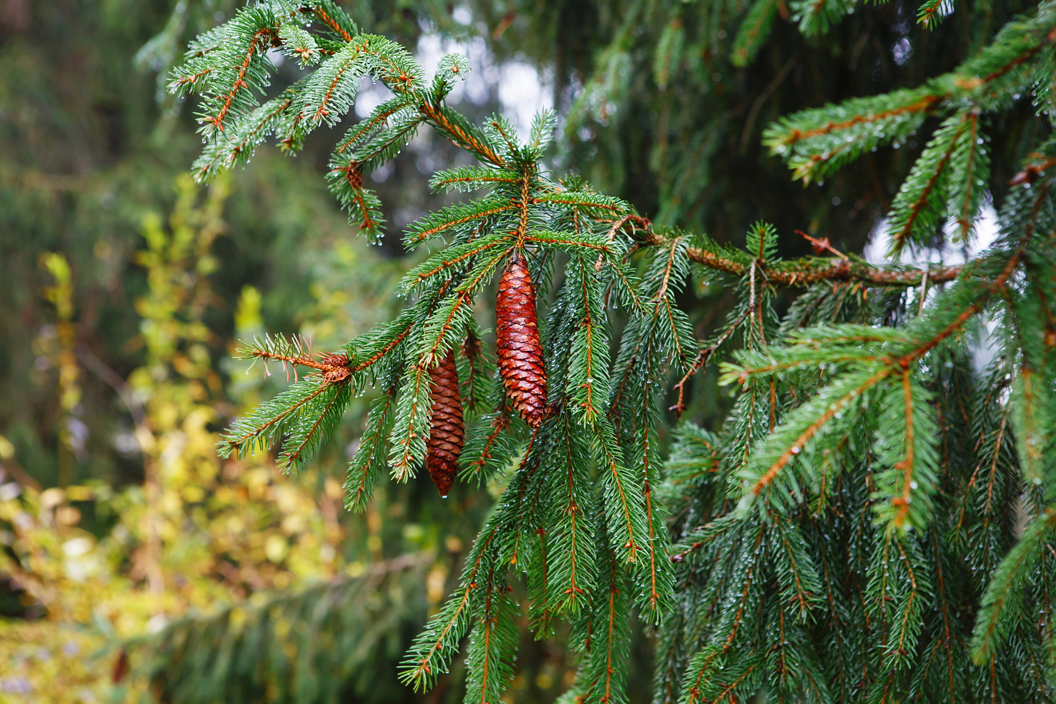 Picea abies 'Virgata' - Świerk pospolity