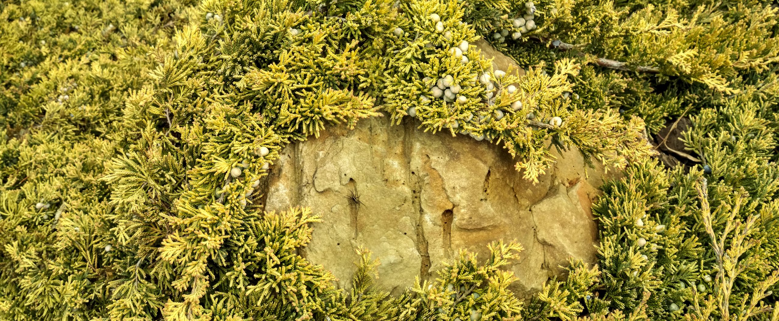 Juniperus horizontalis 'Golden Carpet' - Jałowiec płożący