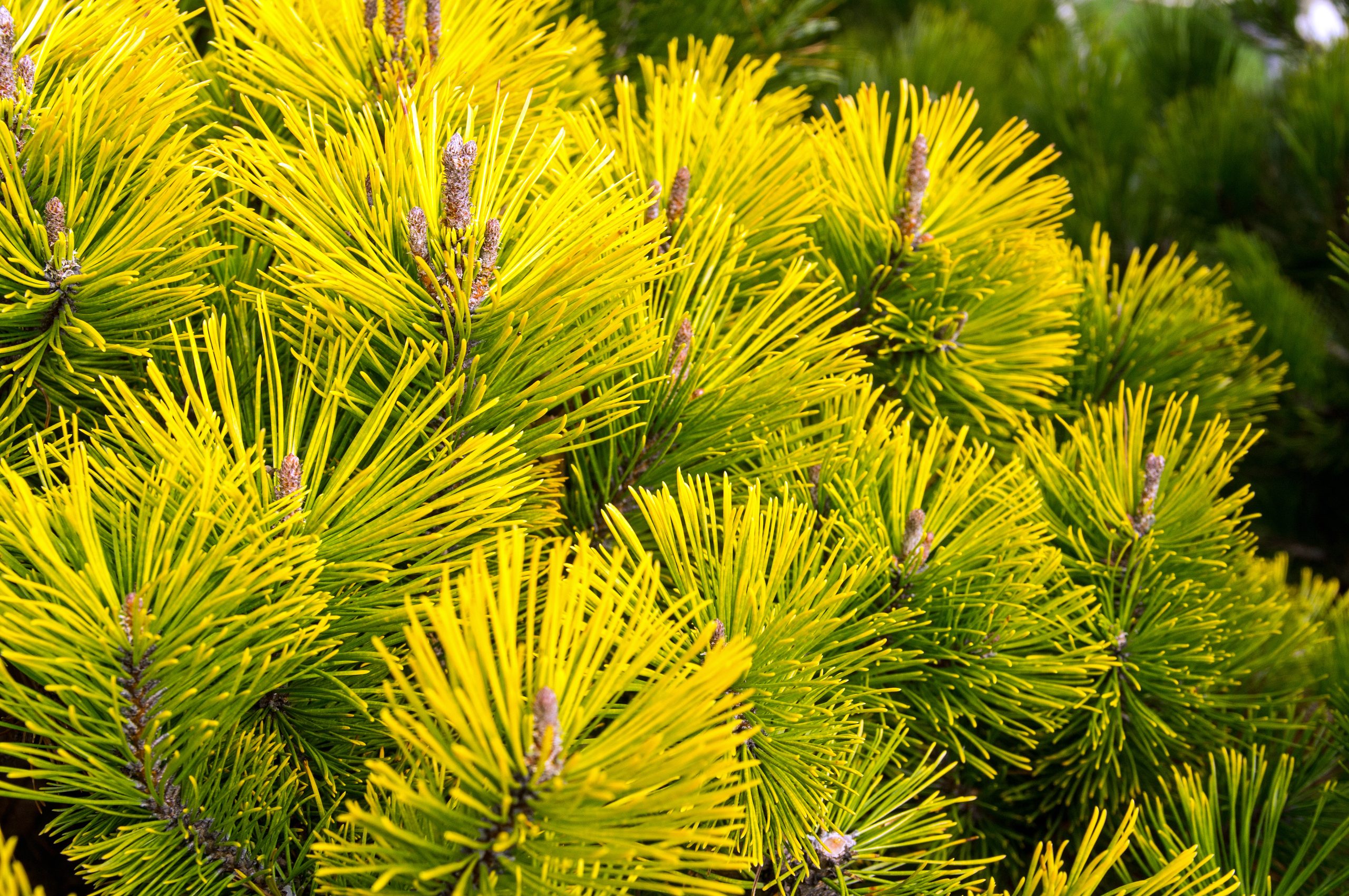 Pinus mugo 'Carsten's Winter Gold' - Sosna górska