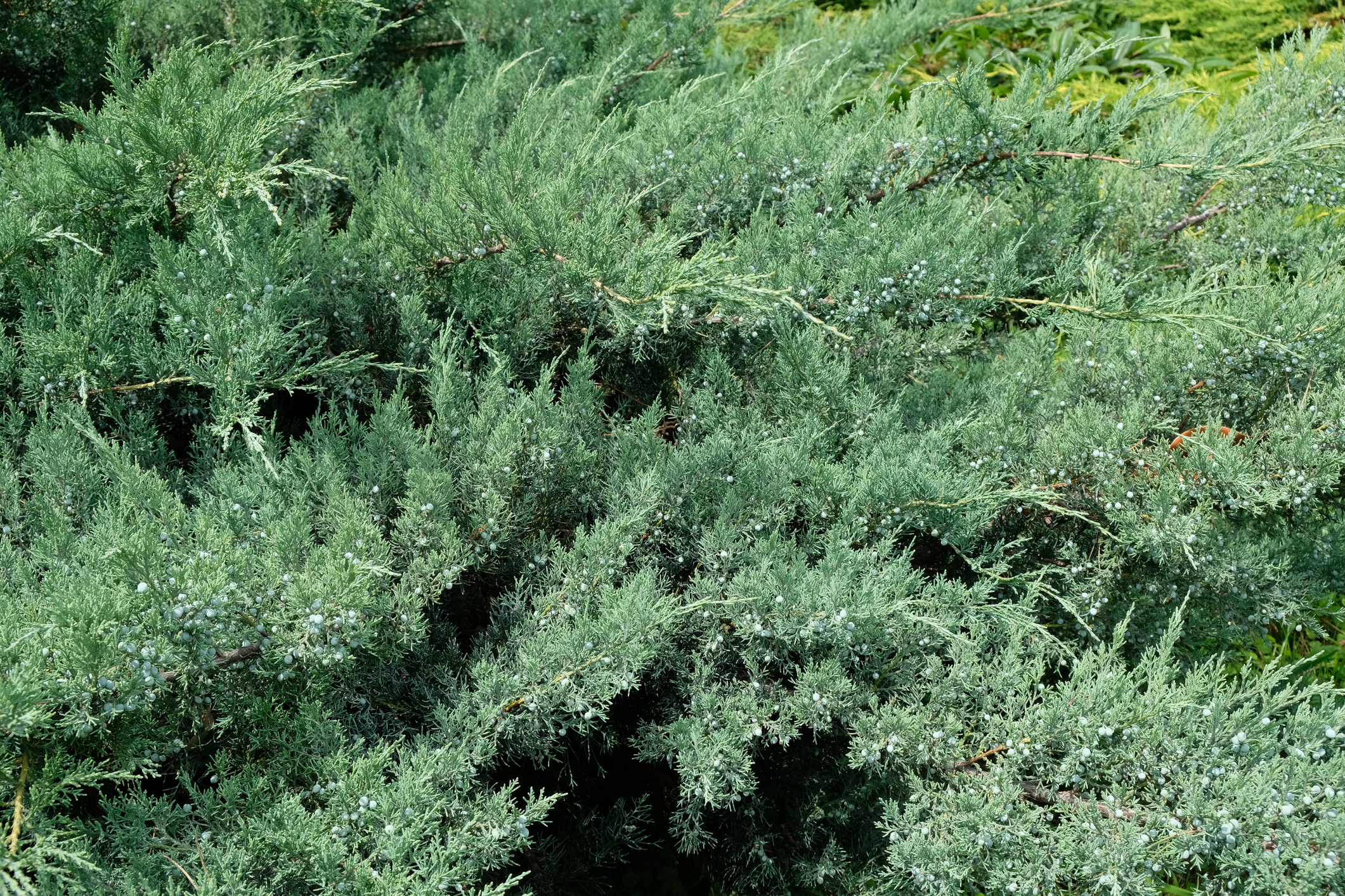 Juniperus chinensis 'Hetz' - Jałowiec chiński