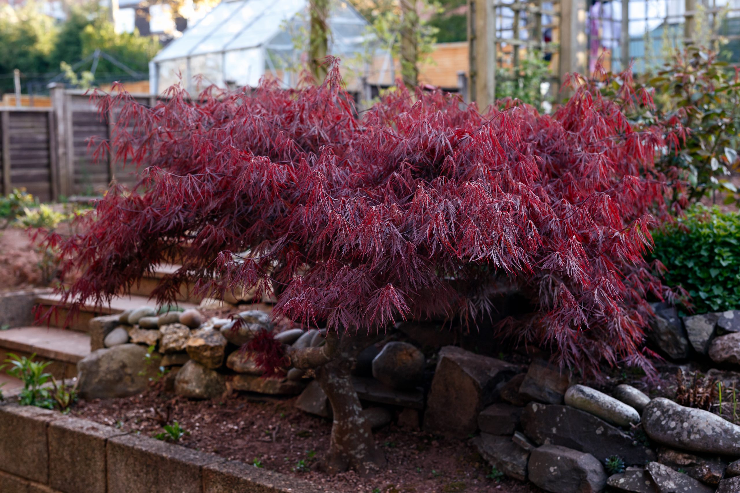 Acer palmatum 'Garnet' - Klon palmowy