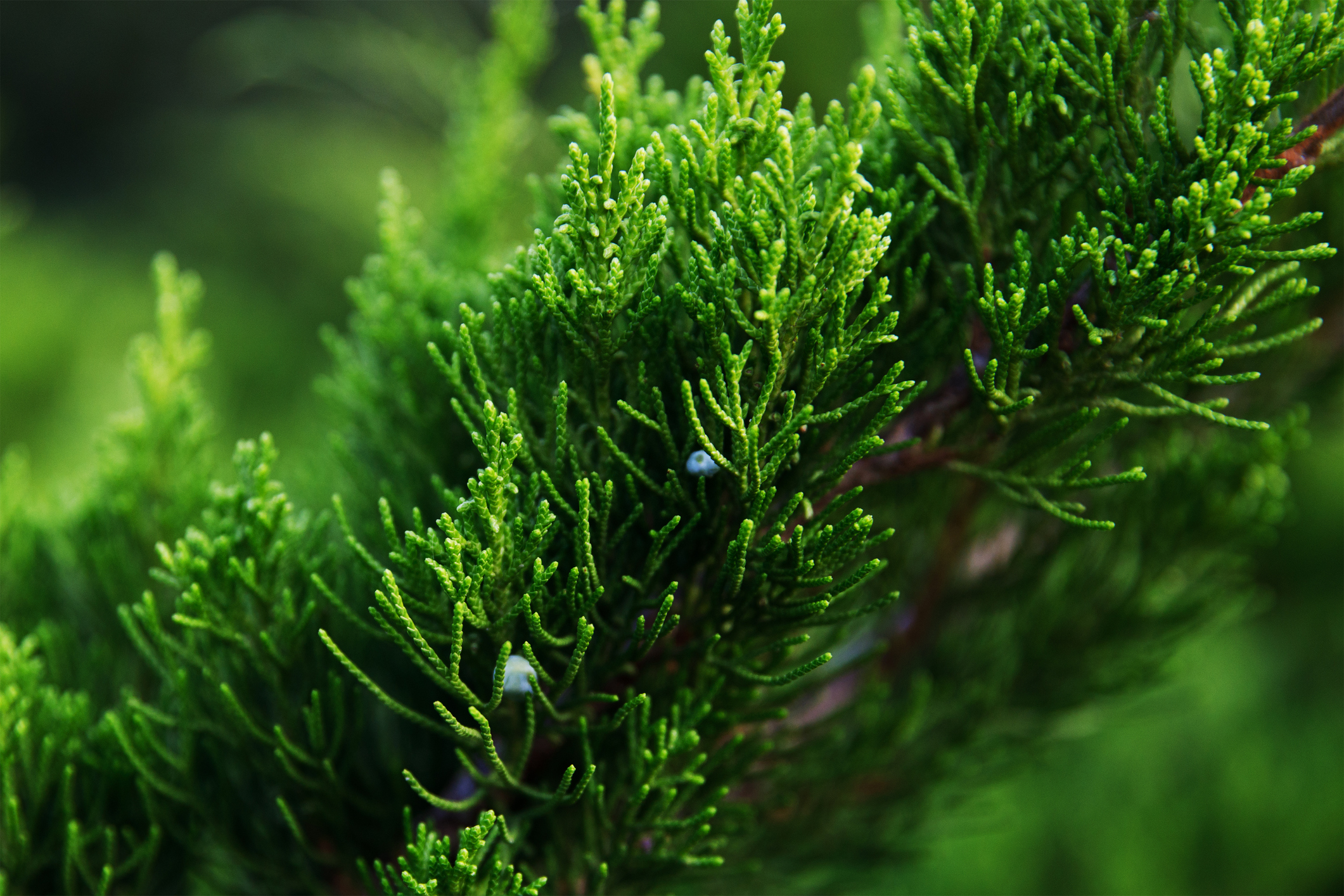 Juniperus media 'Mint Julep' - Jałowiec pośredni