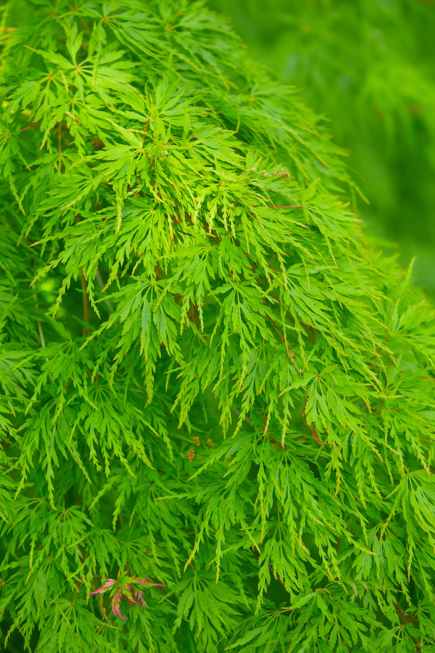 Acer palmatum 'Dissectum' - Klon palmowy
