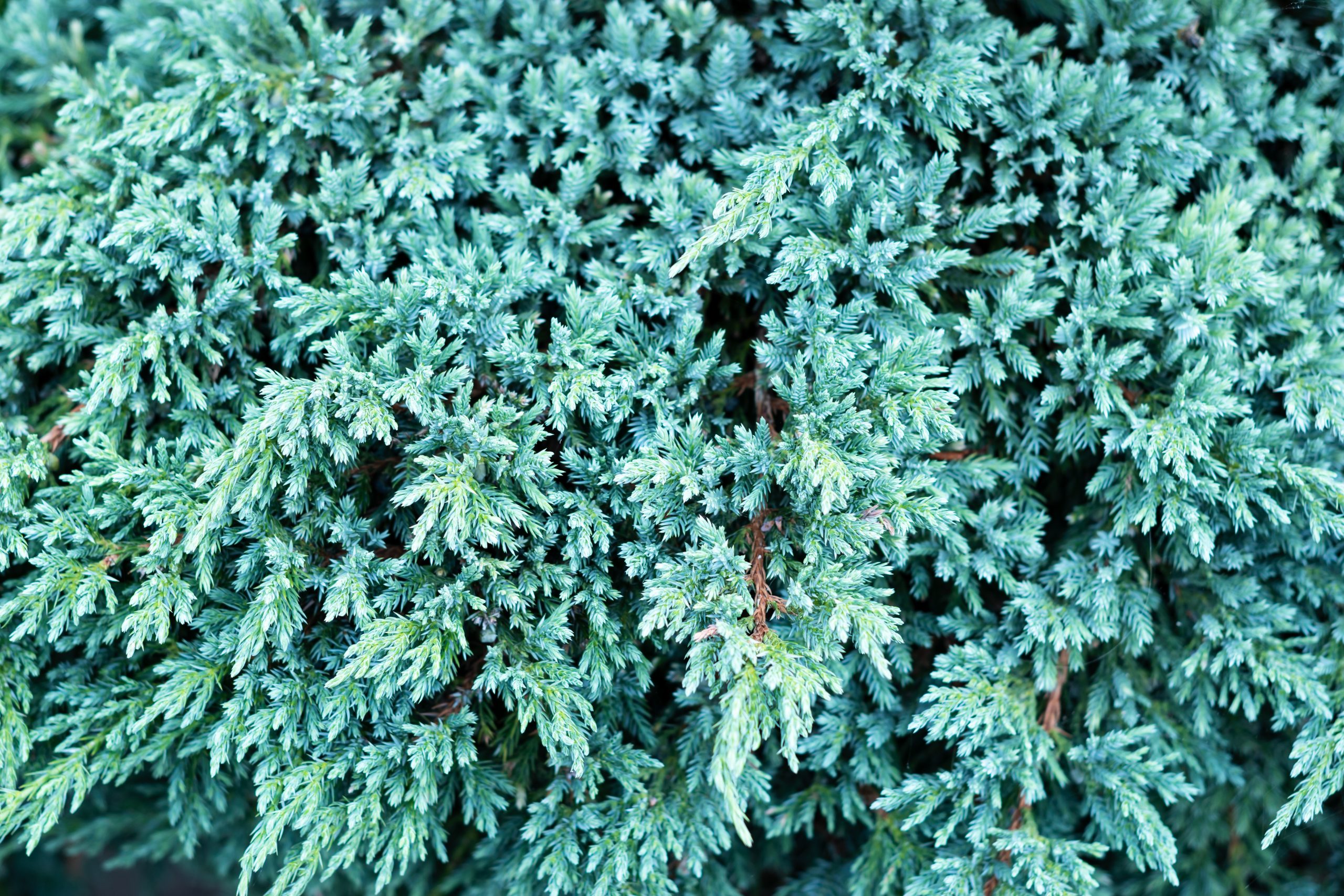 Juniperus squamata 'Blue Carpet' - Jałowiec łuskowaty
