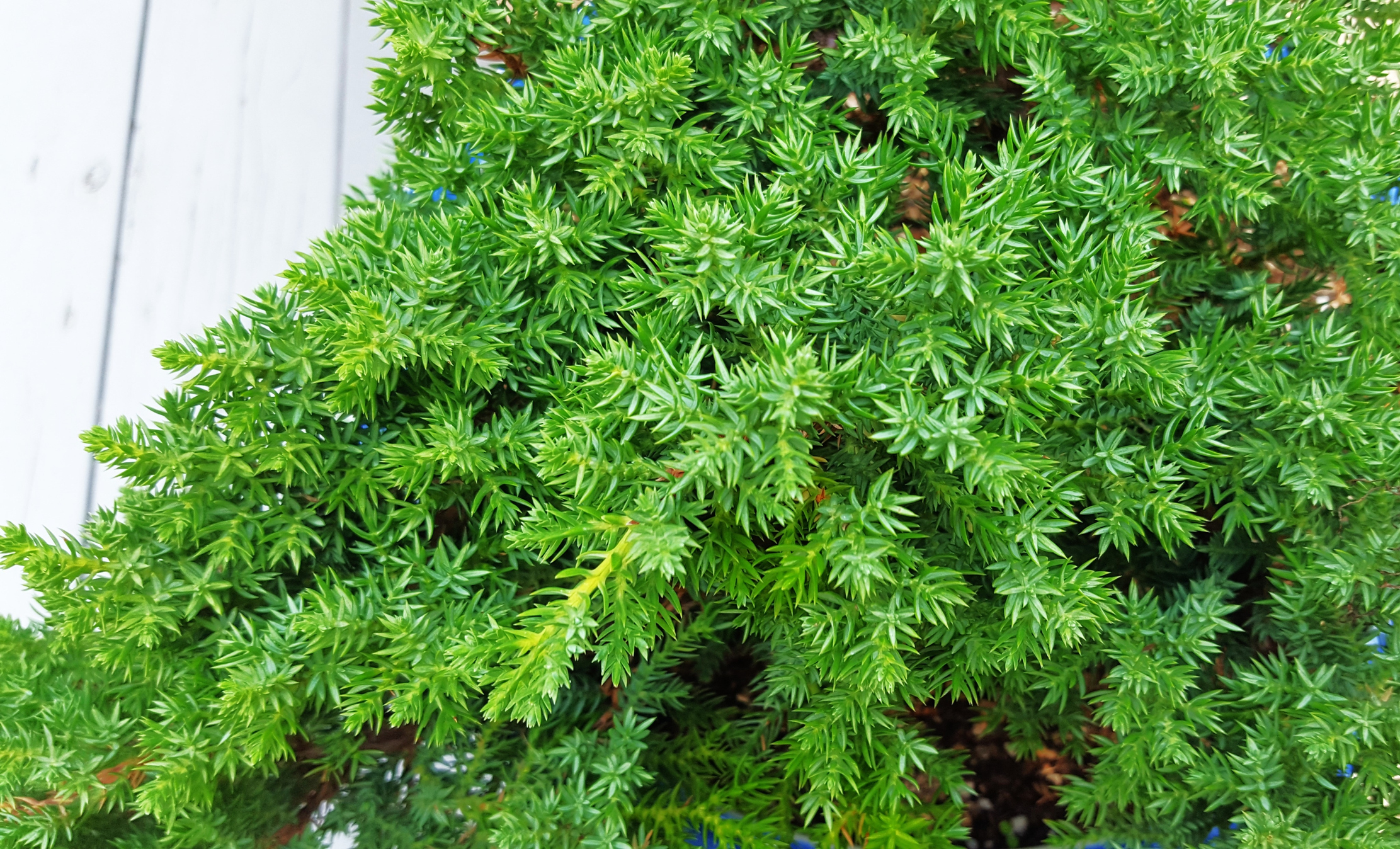 Juniperus conferta - Jałowiec nadbrzeżny
