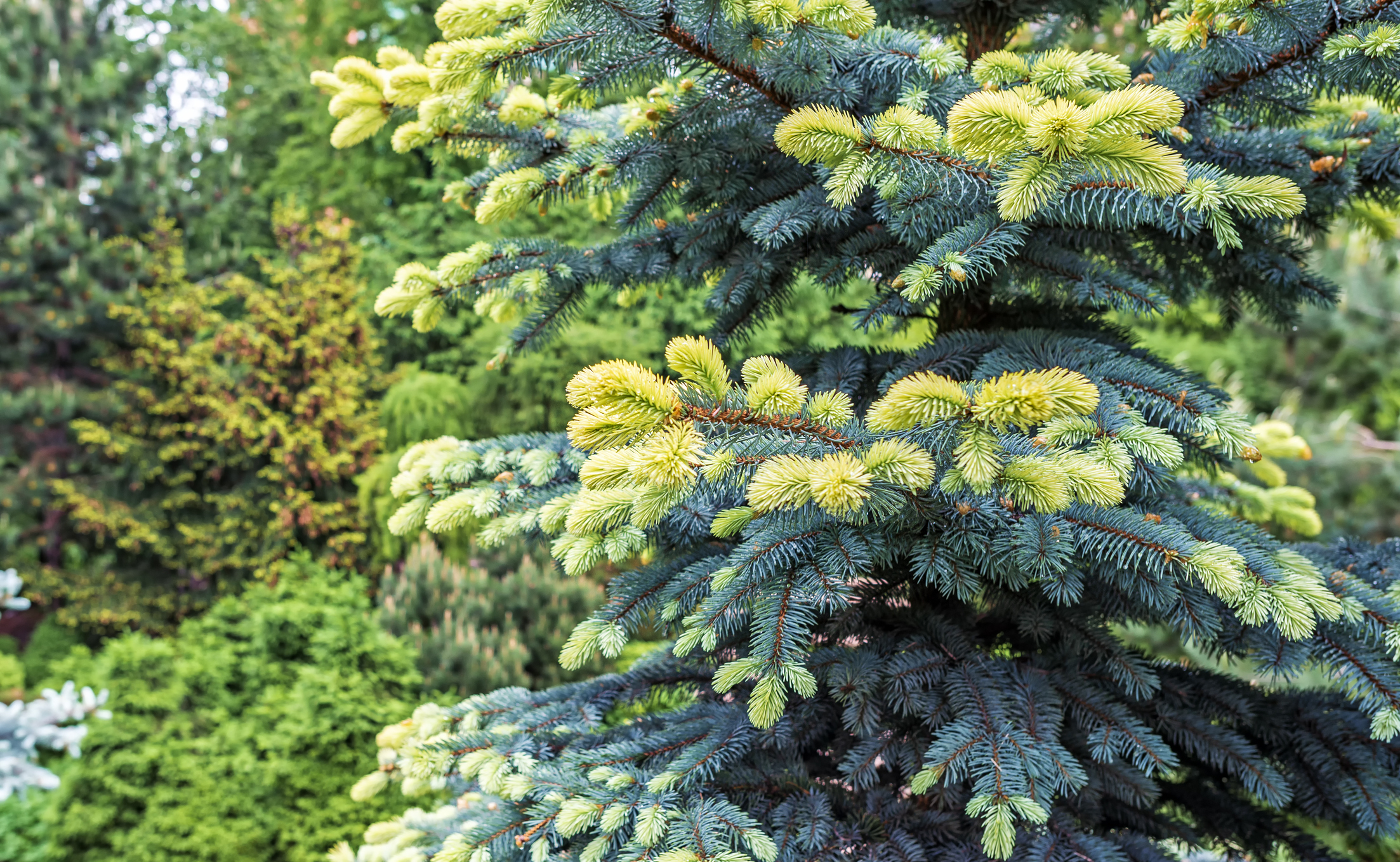 Picea pungens 'Białobok' - Świerk kłujący