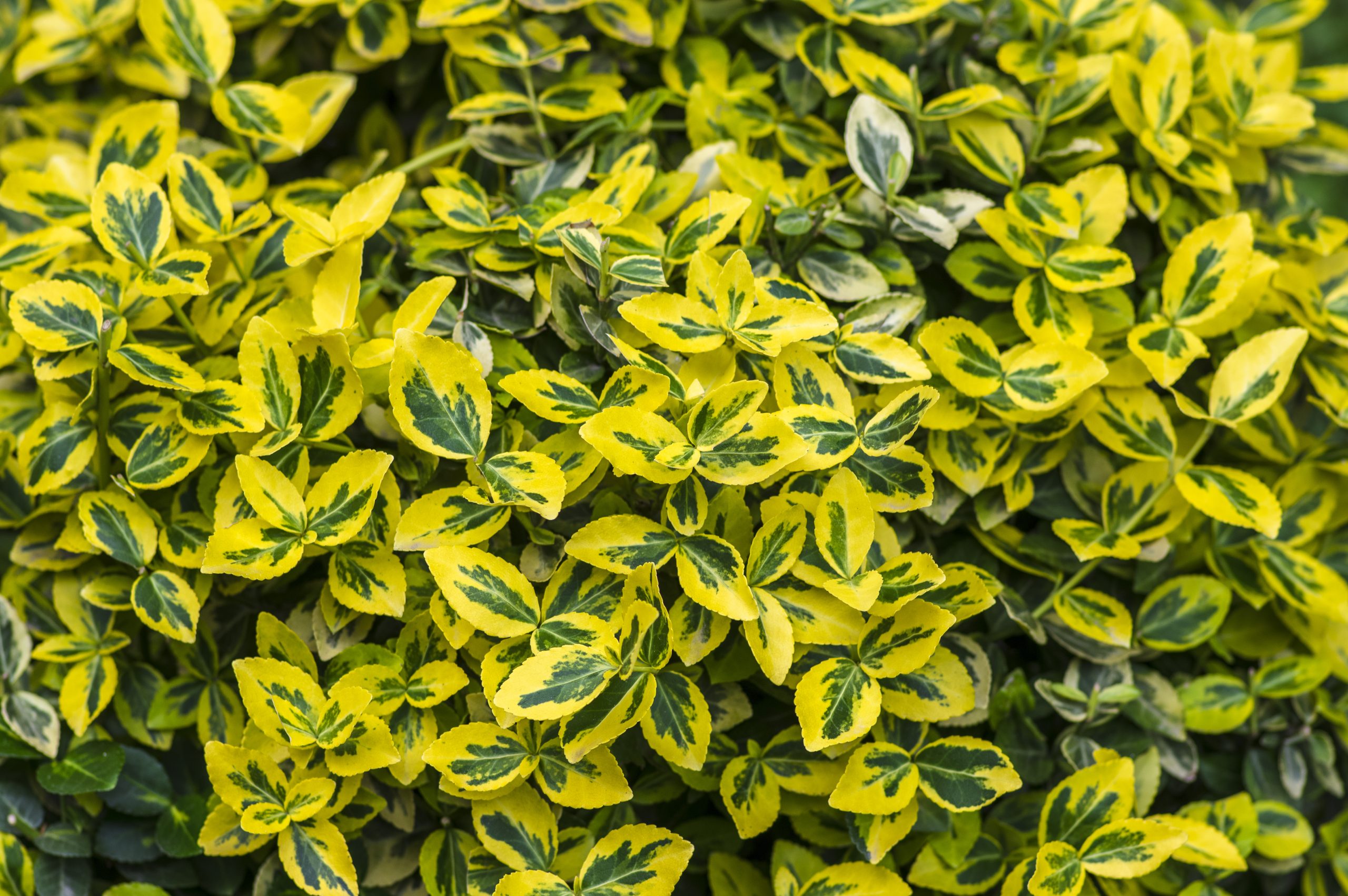 Euonymus fortunei 'Emerald`n`Gold' - Trzmielina Fortune'a