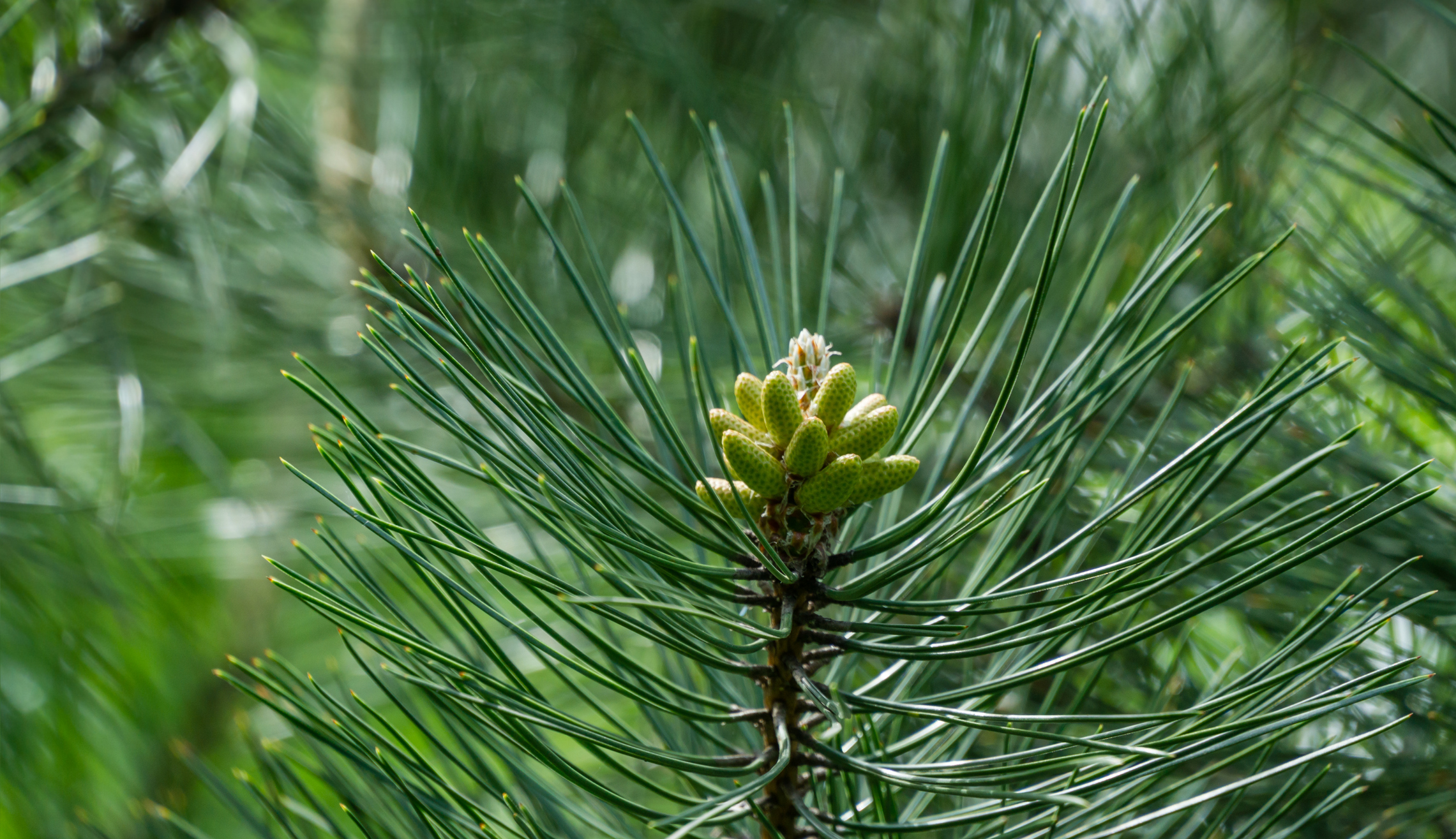Pinus nigra - Sosna czarna