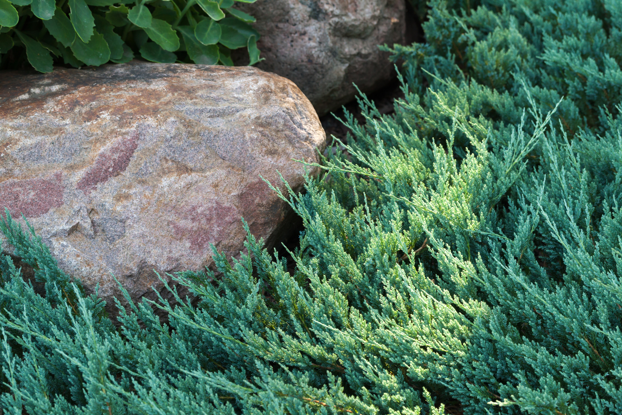 Juniperus horizontalis 'Blue Chip' - Jałowiec płożący