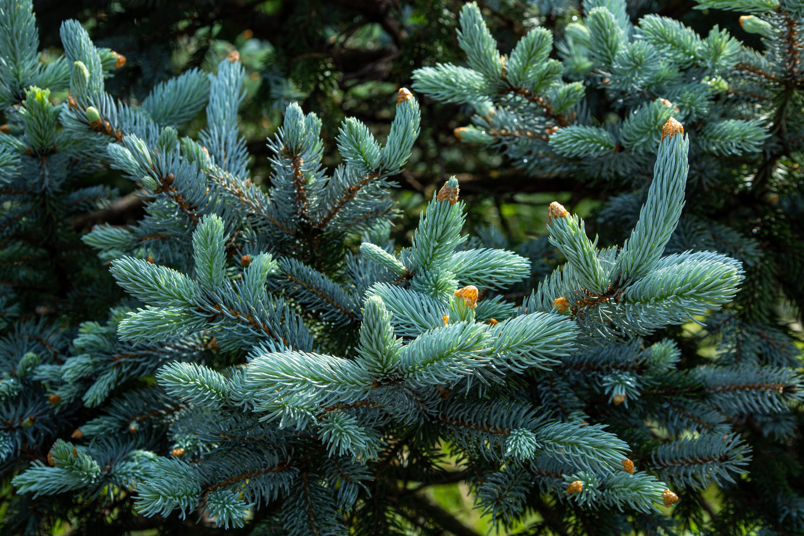 Picea pungens 'Hoopsii' - Świerk kłujący