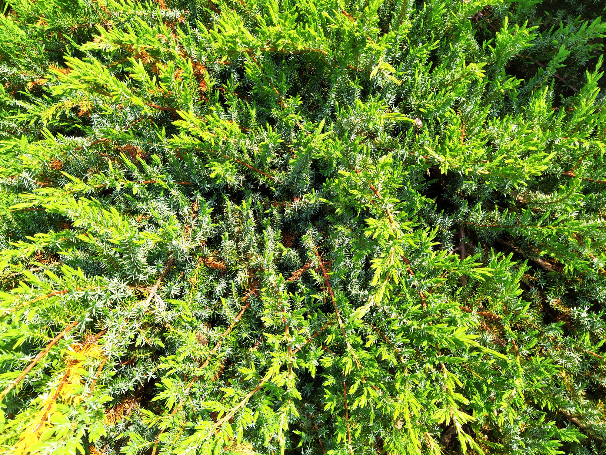 Juniperus communis 'Green Carpet' - Jałowiec pospolity