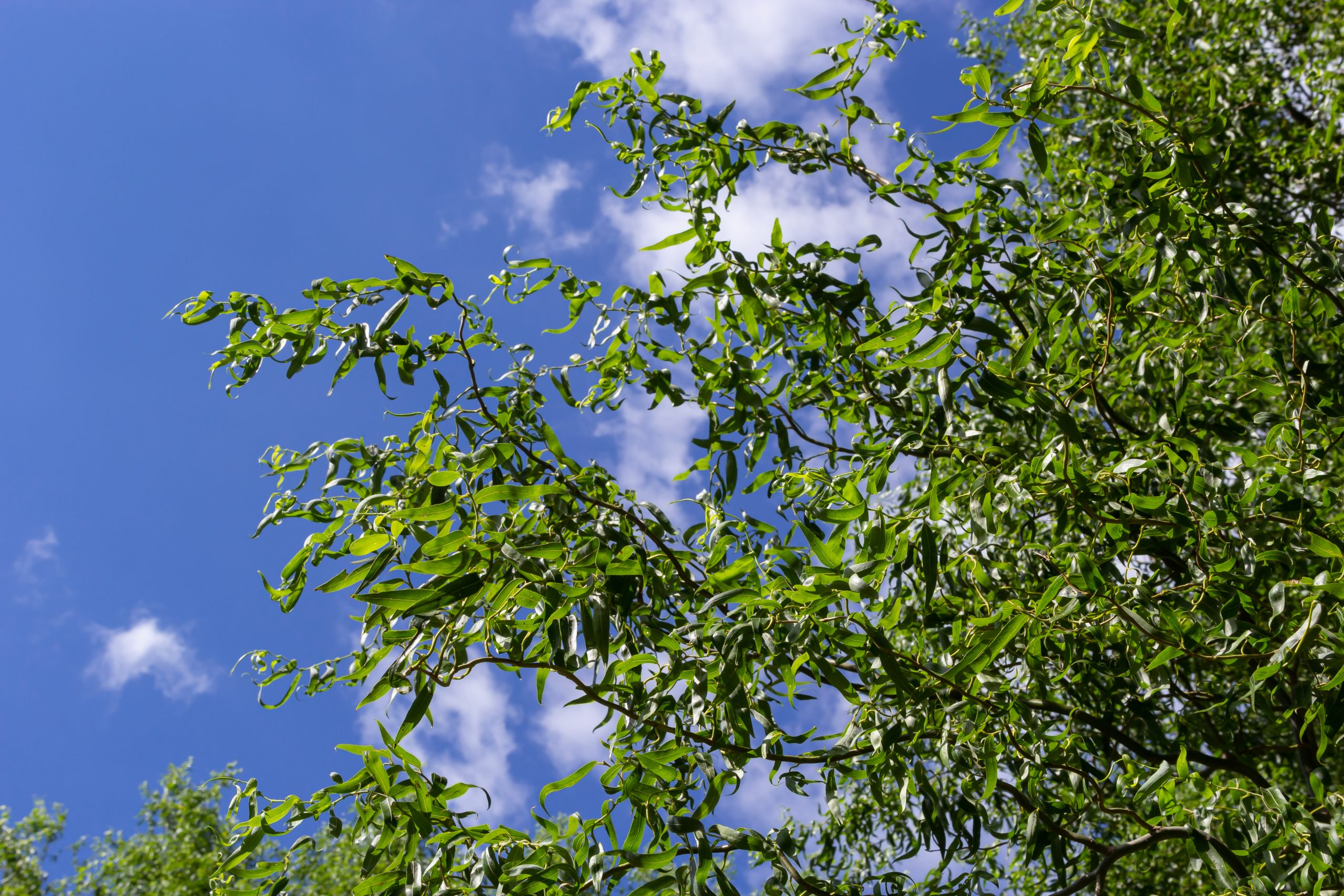 Salix matsudana 'Tortuosa' - Wierzba mandżulska