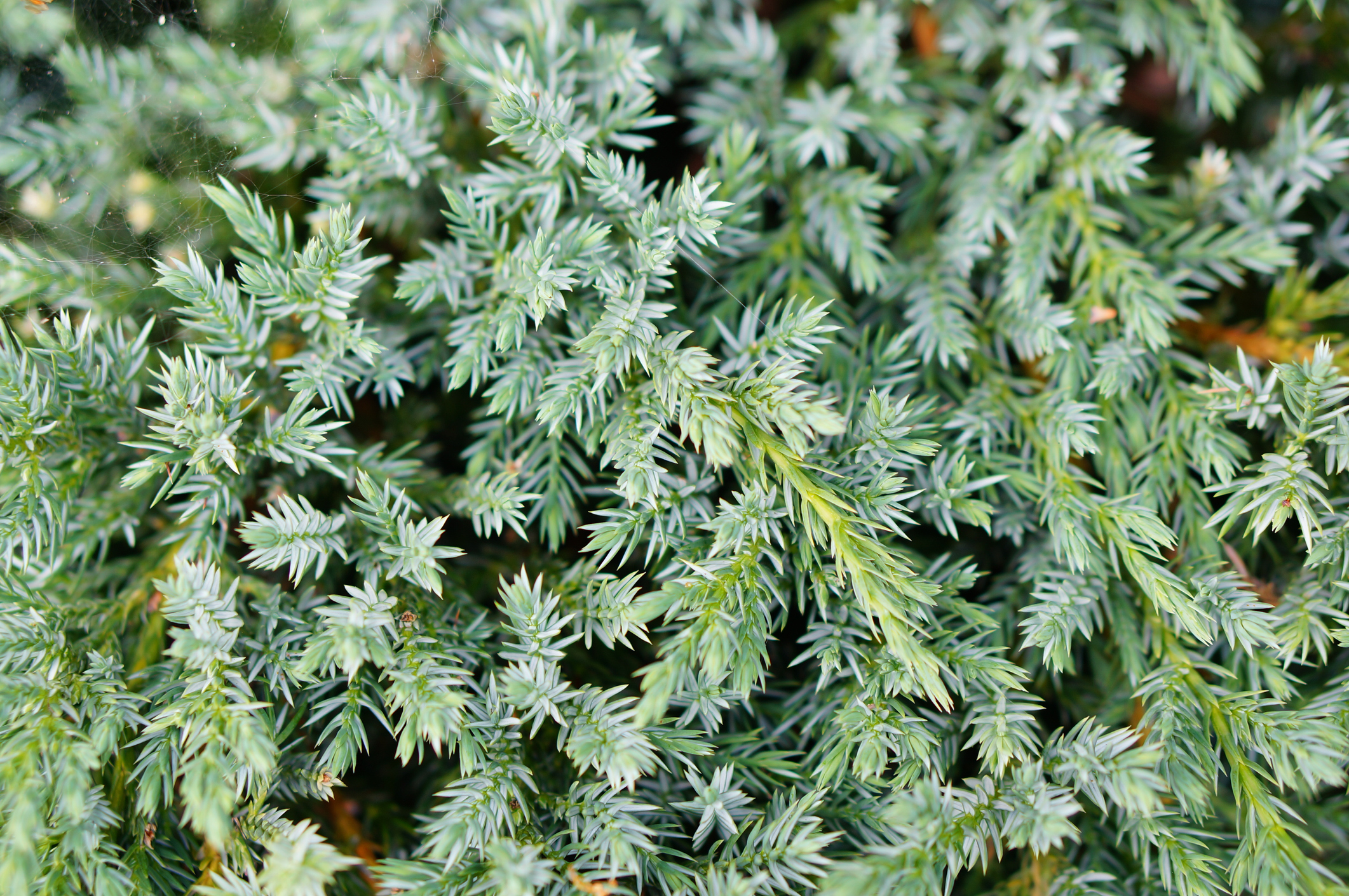 Juniperus squamata 'Blue Carpet' - Jałowiec łuskowaty