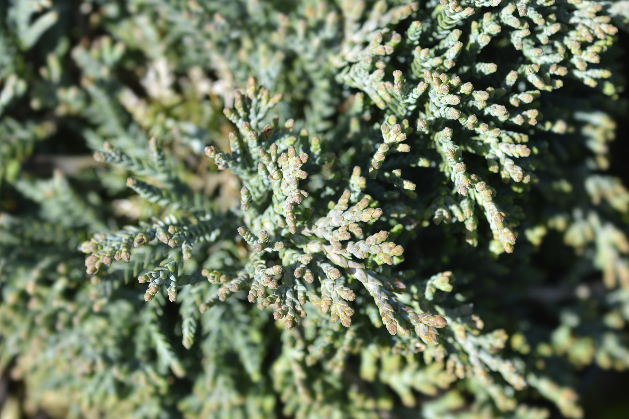 Juniperus horizontalis 'Icee Blue' - Jałowiec płożący