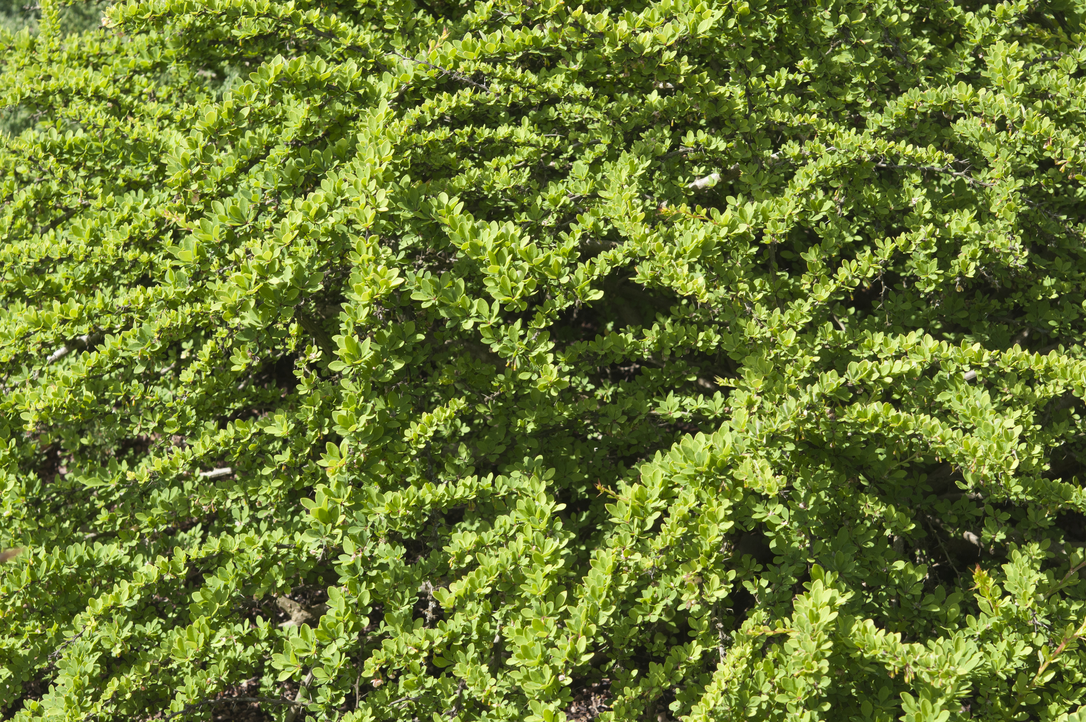 Berberis thunbergii 'Green Carpet' - Berberys Thunberga