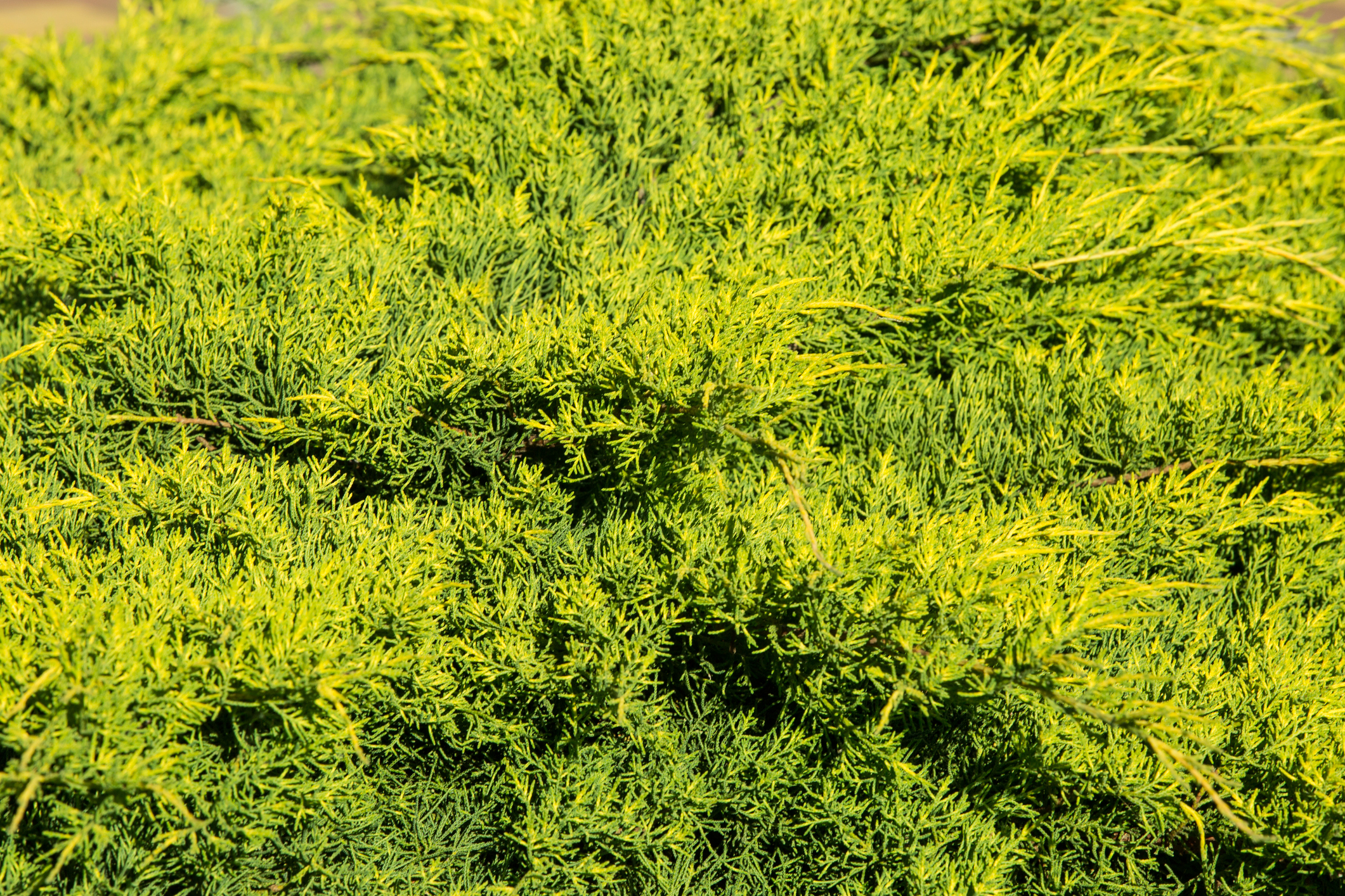 Juniperus media 'Old Gold' - Jałowiec pośredni