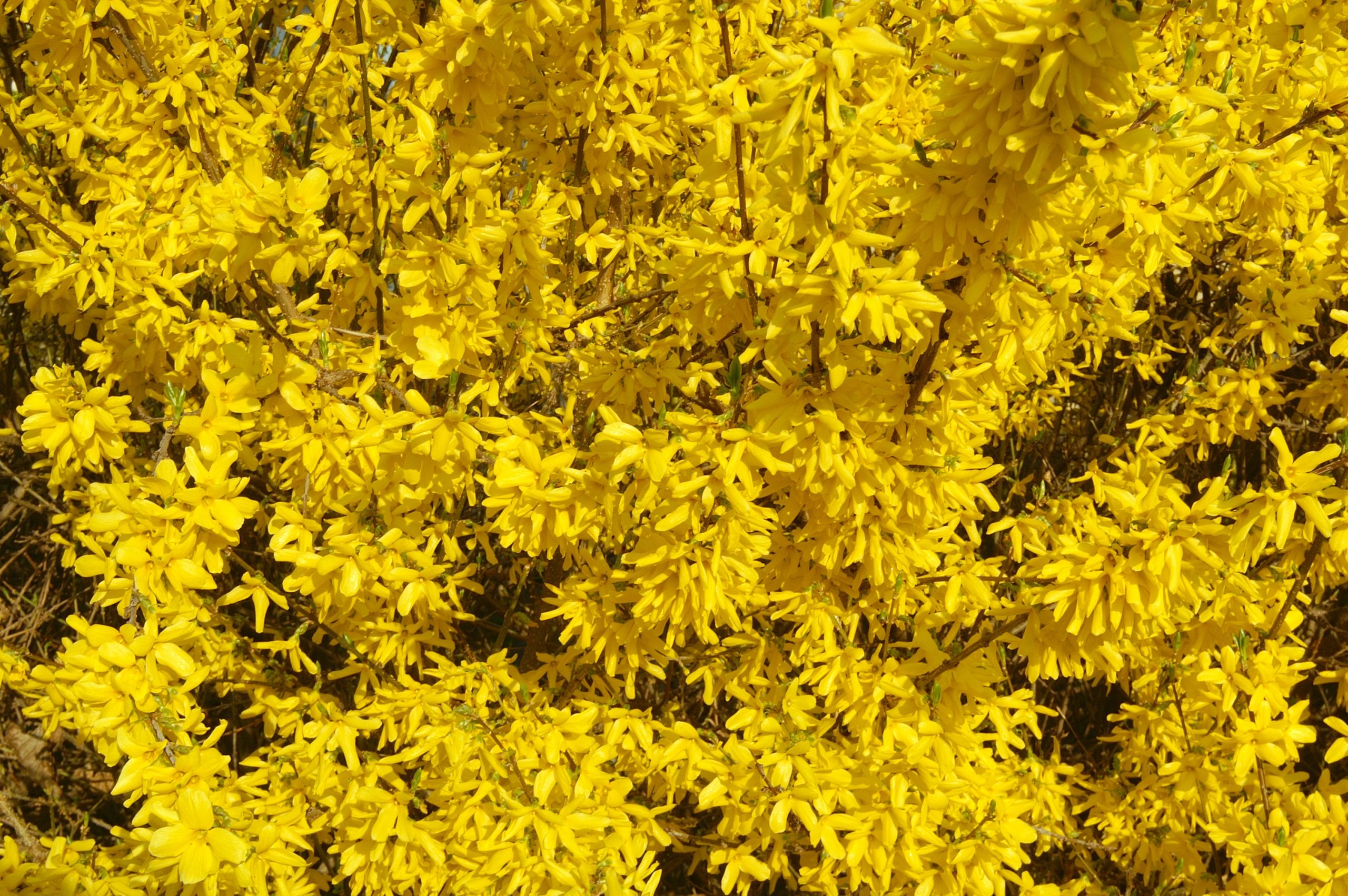 Forsythia intermedia 'Spring Glory' - Forsycja pośrednia