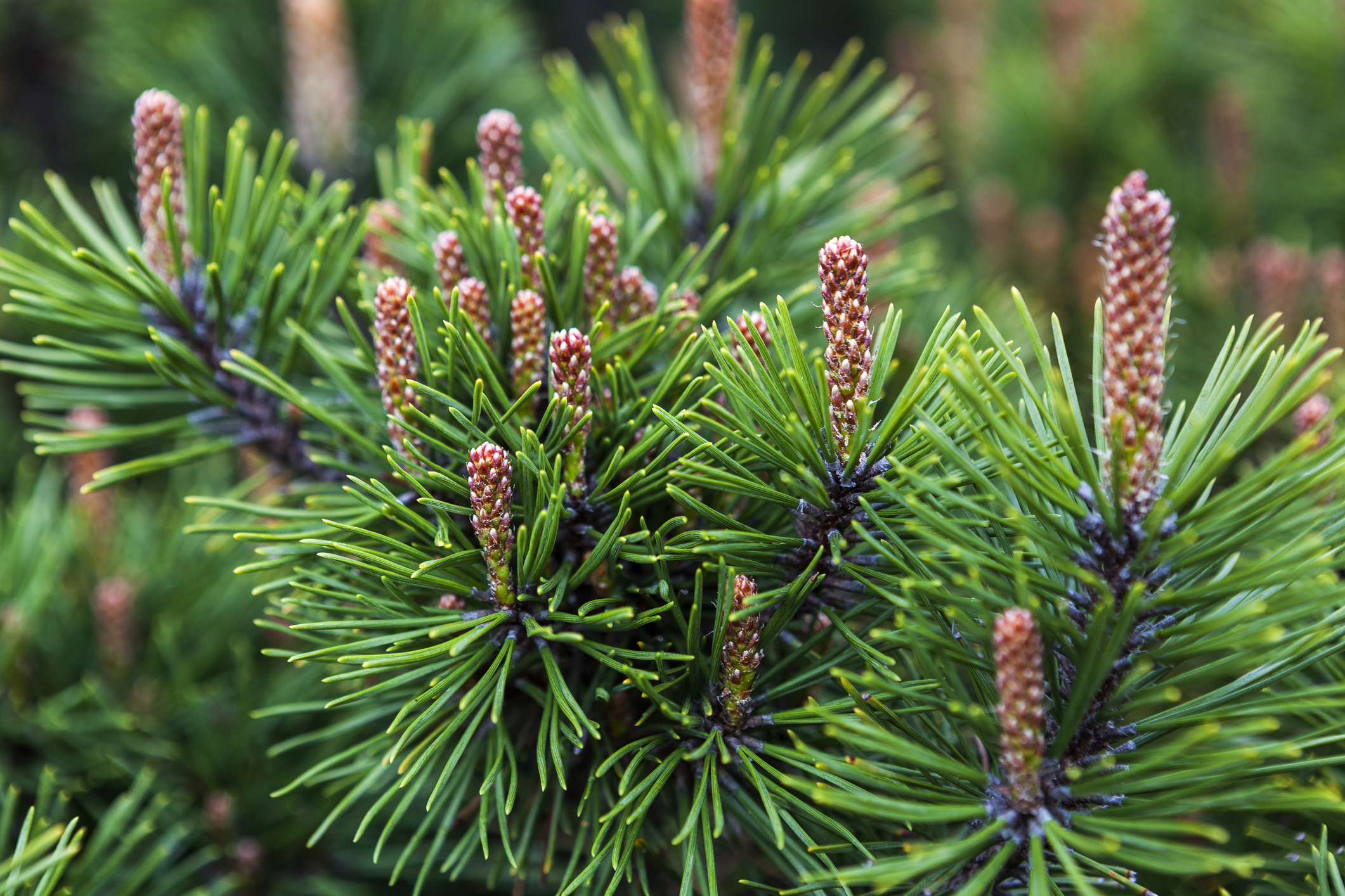 Pinus mugo 'Mughus' - Sosna górska