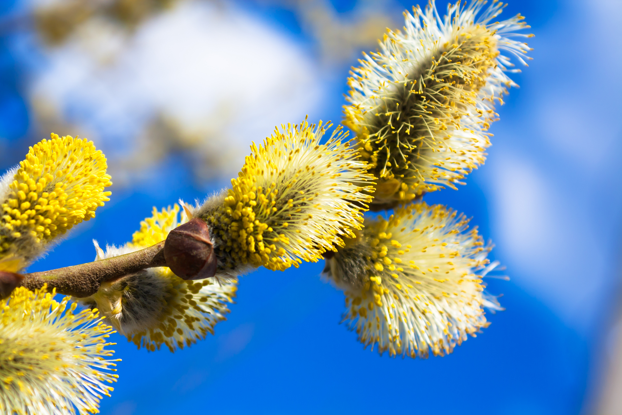 Salix caprea "Pendula" - Wierzba iwa