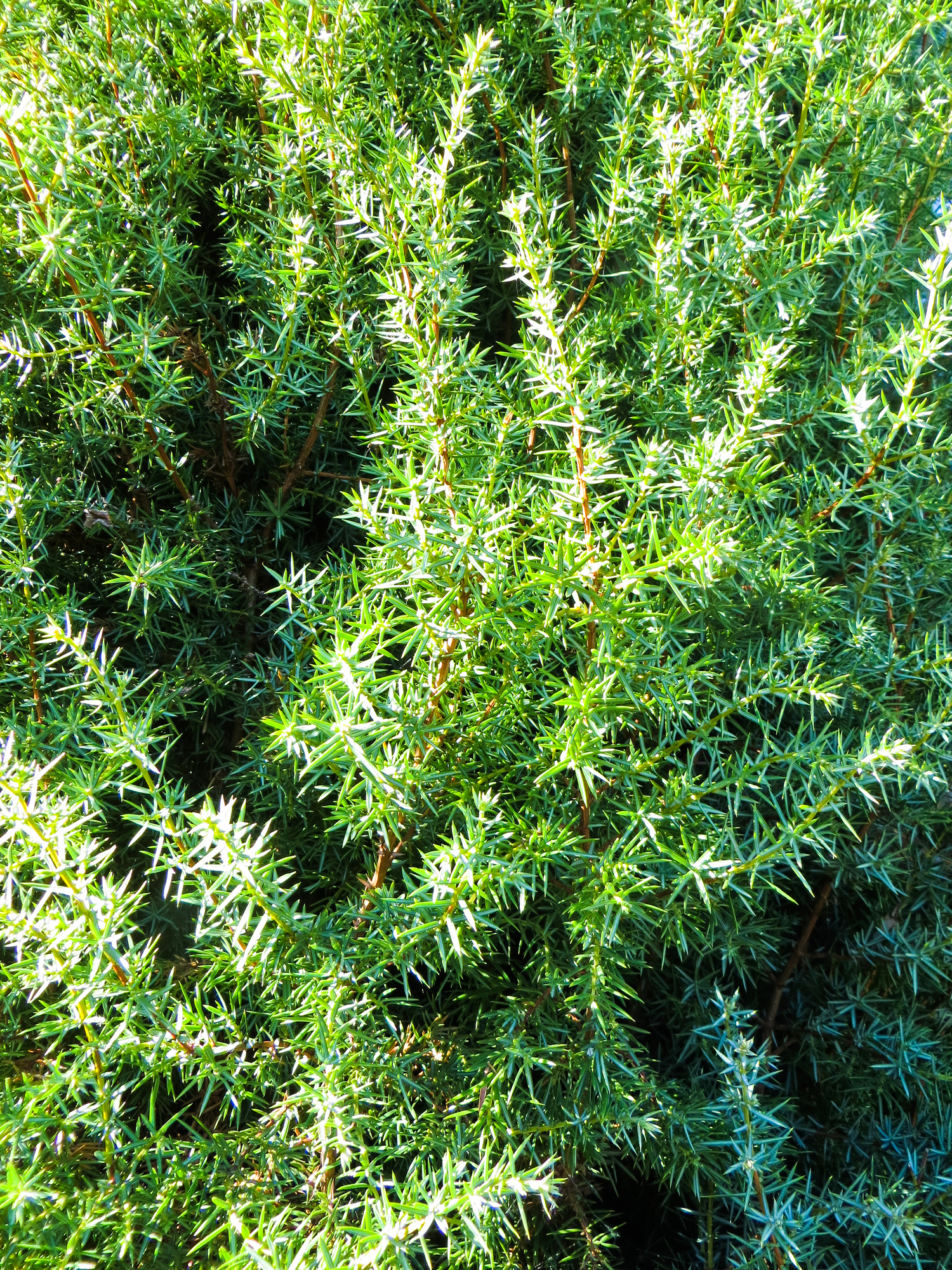 Juniperus communis 'Hibernica' - Jałowiec pospolity