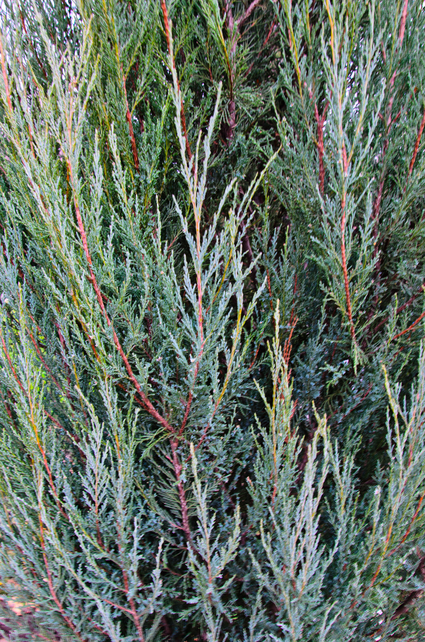 Juniperus scopulorum 'Skyrocket' - Jałowiec skalny