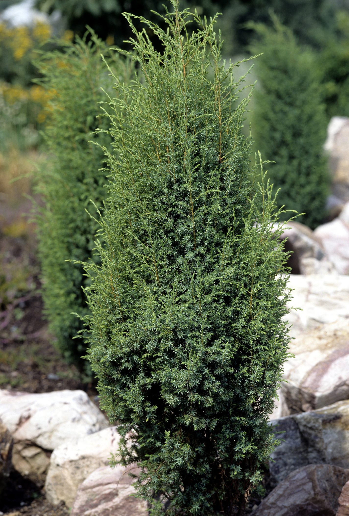Juniperus communis 'Hibernica' - Jałowiec pospolity