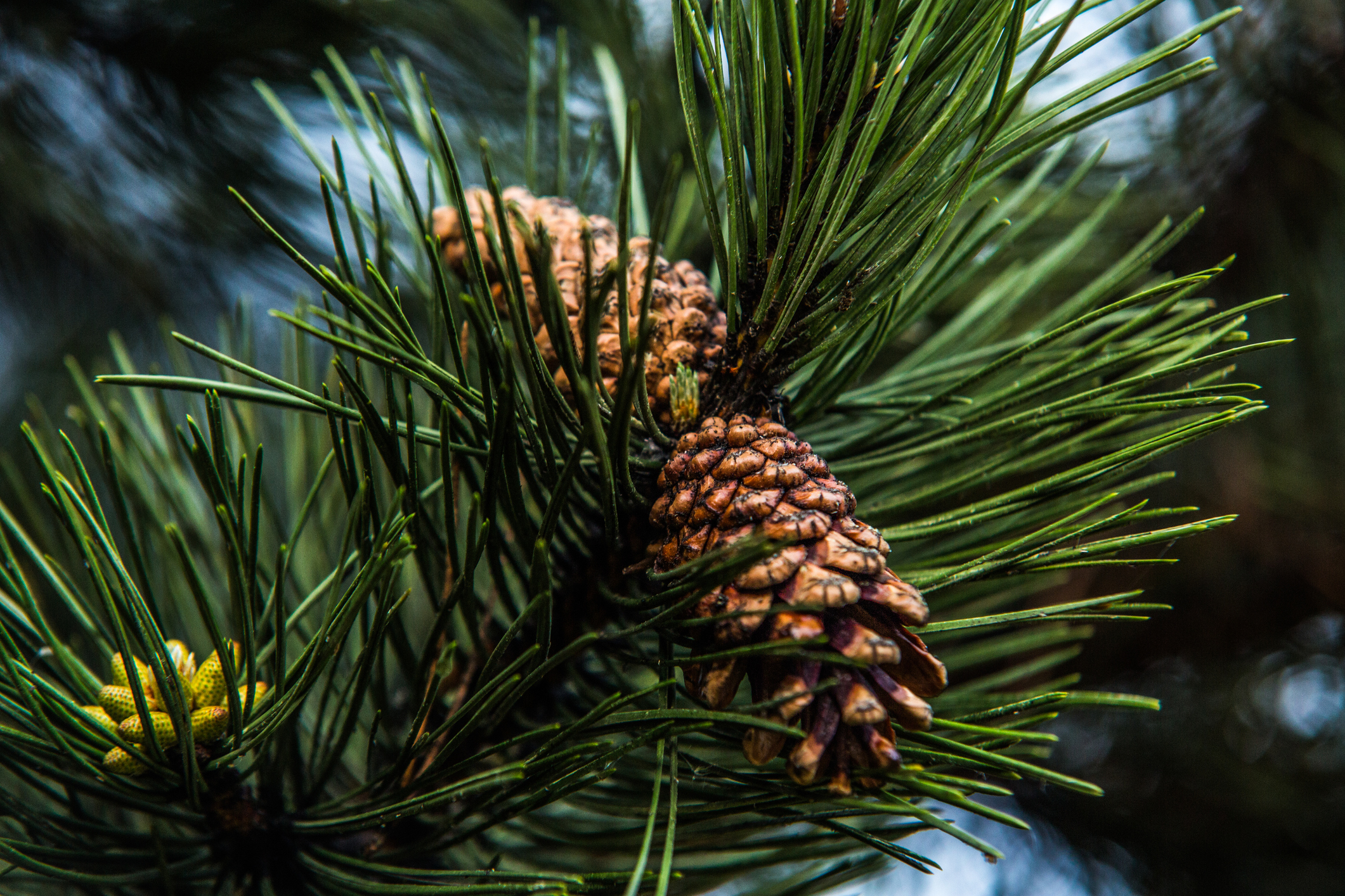 Pinus uncinata - Sosna hakowata