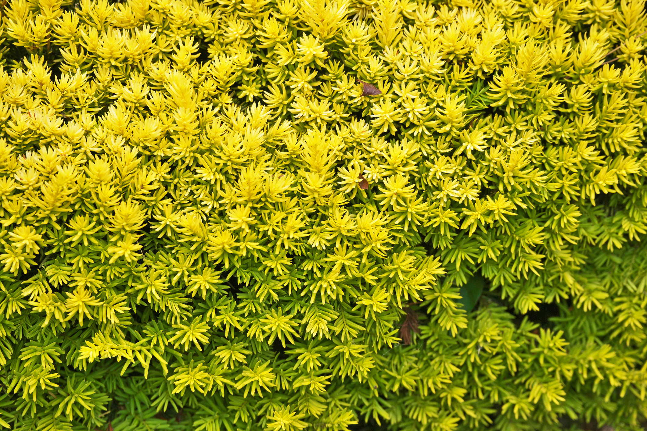 Taxus baccata 'Summergold' - Cis pospolity