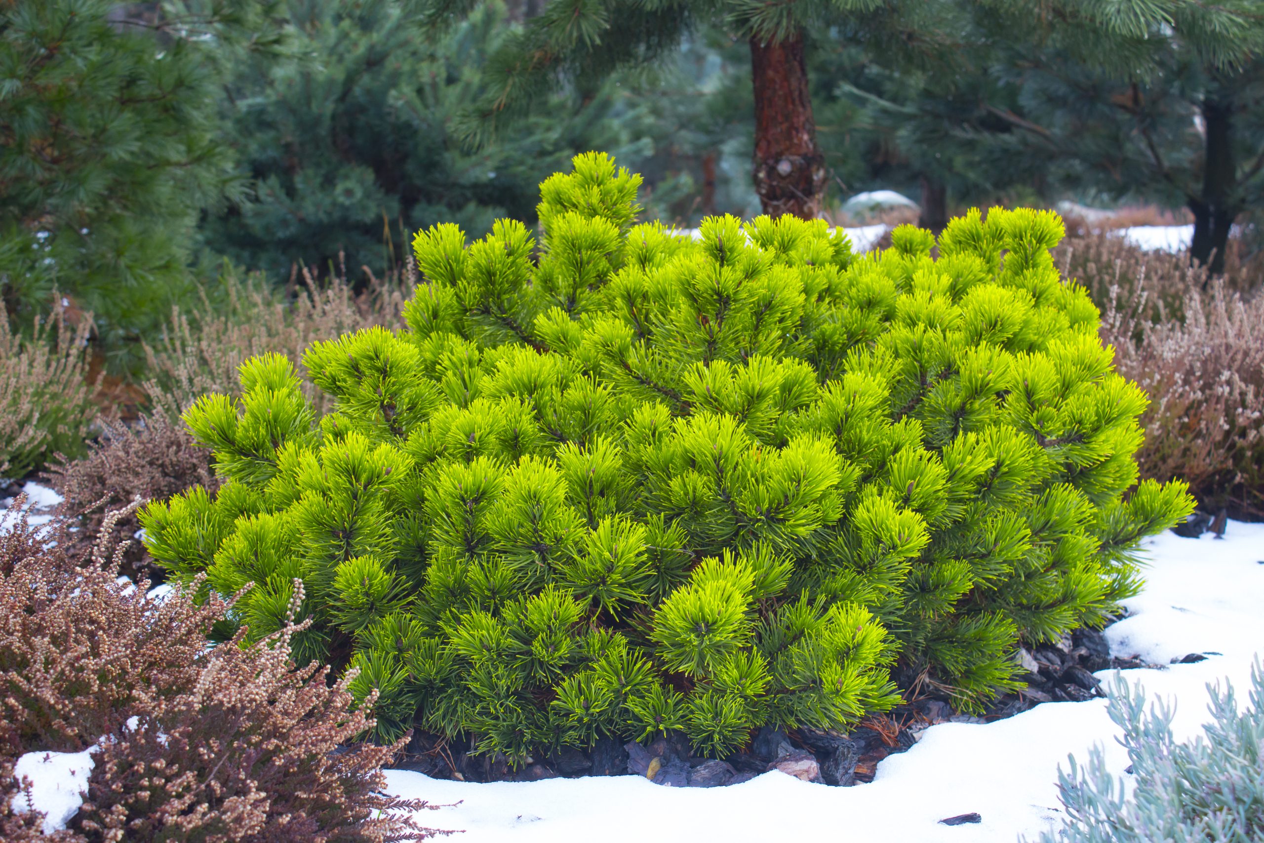Pinus mugo 'Pumilio' - Sosna górska
