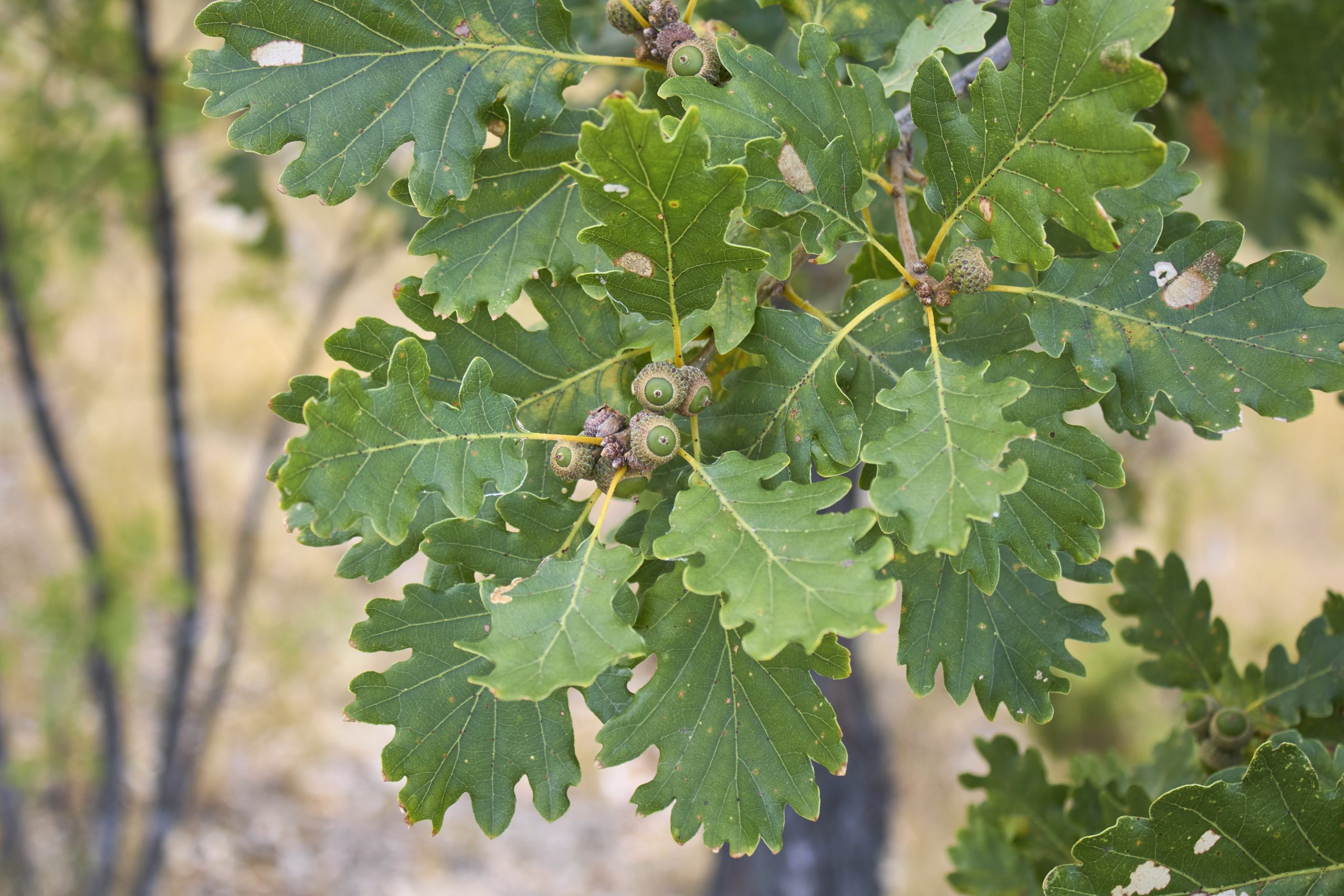 Quercus robur - Dąb szypułkowy